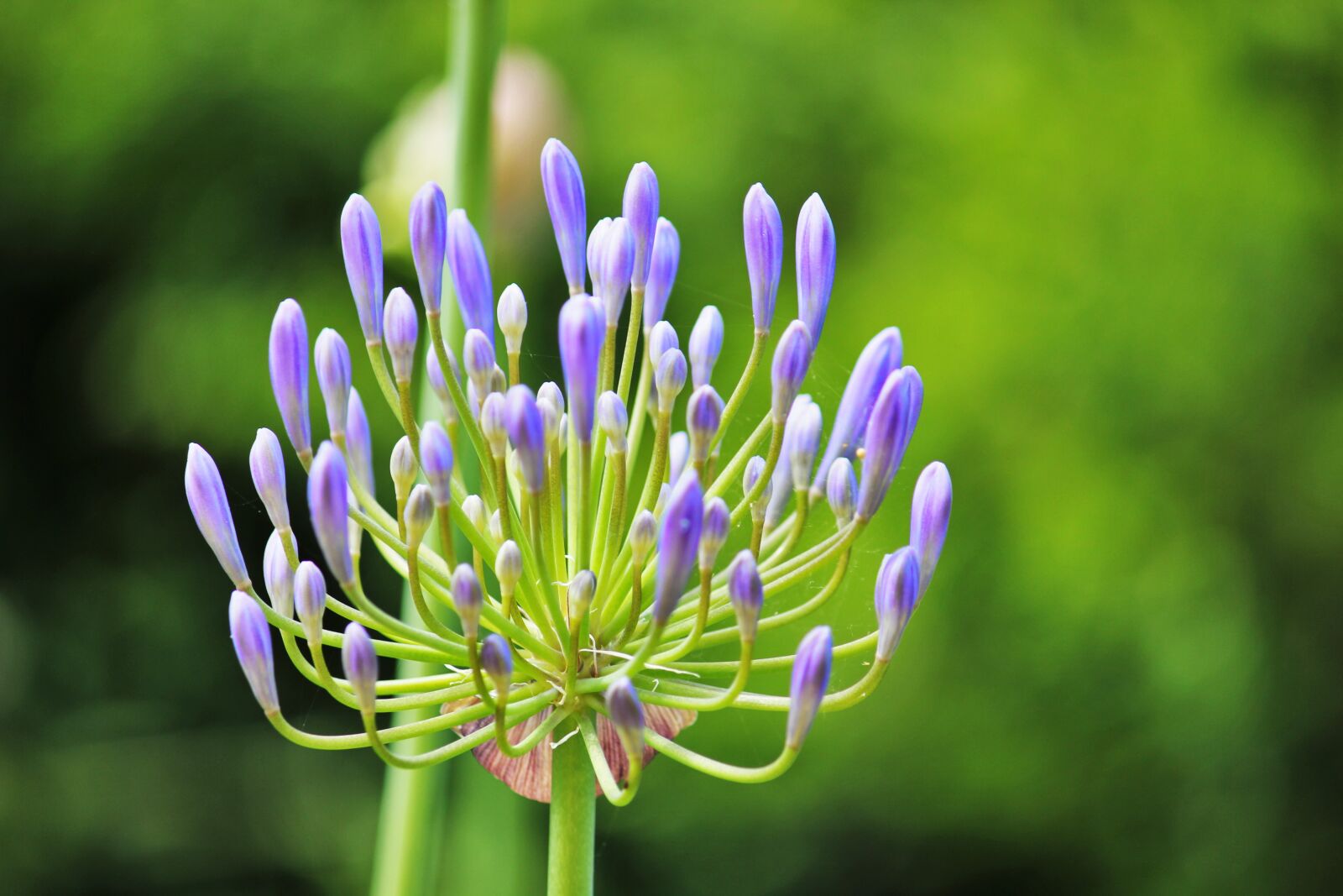 Canon EOS 550D (EOS Rebel T2i / EOS Kiss X4) sample photo. Flower, blue, nature photography