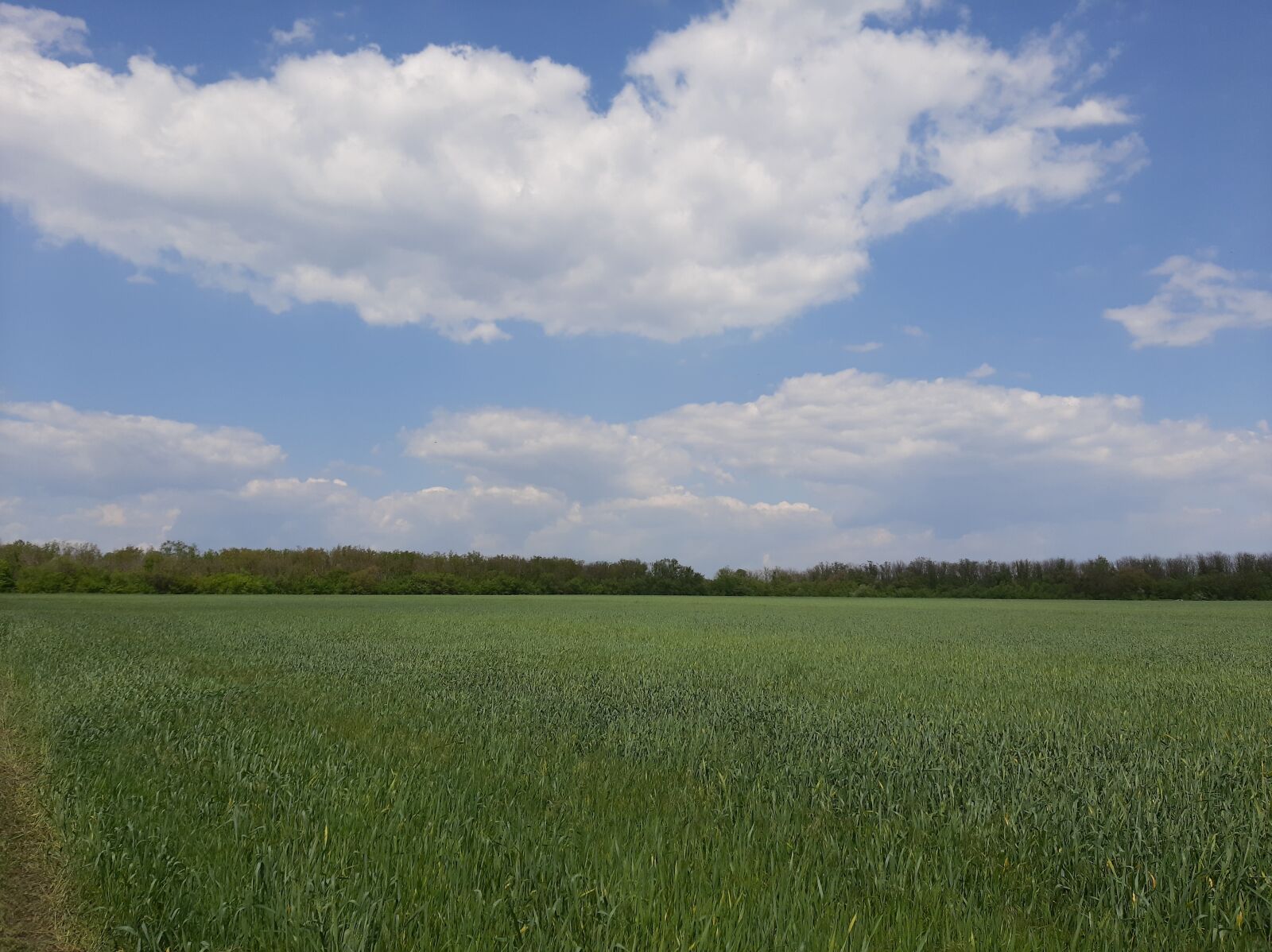 Samsung Galaxy A50 sample photo. Nature, spring, field photography