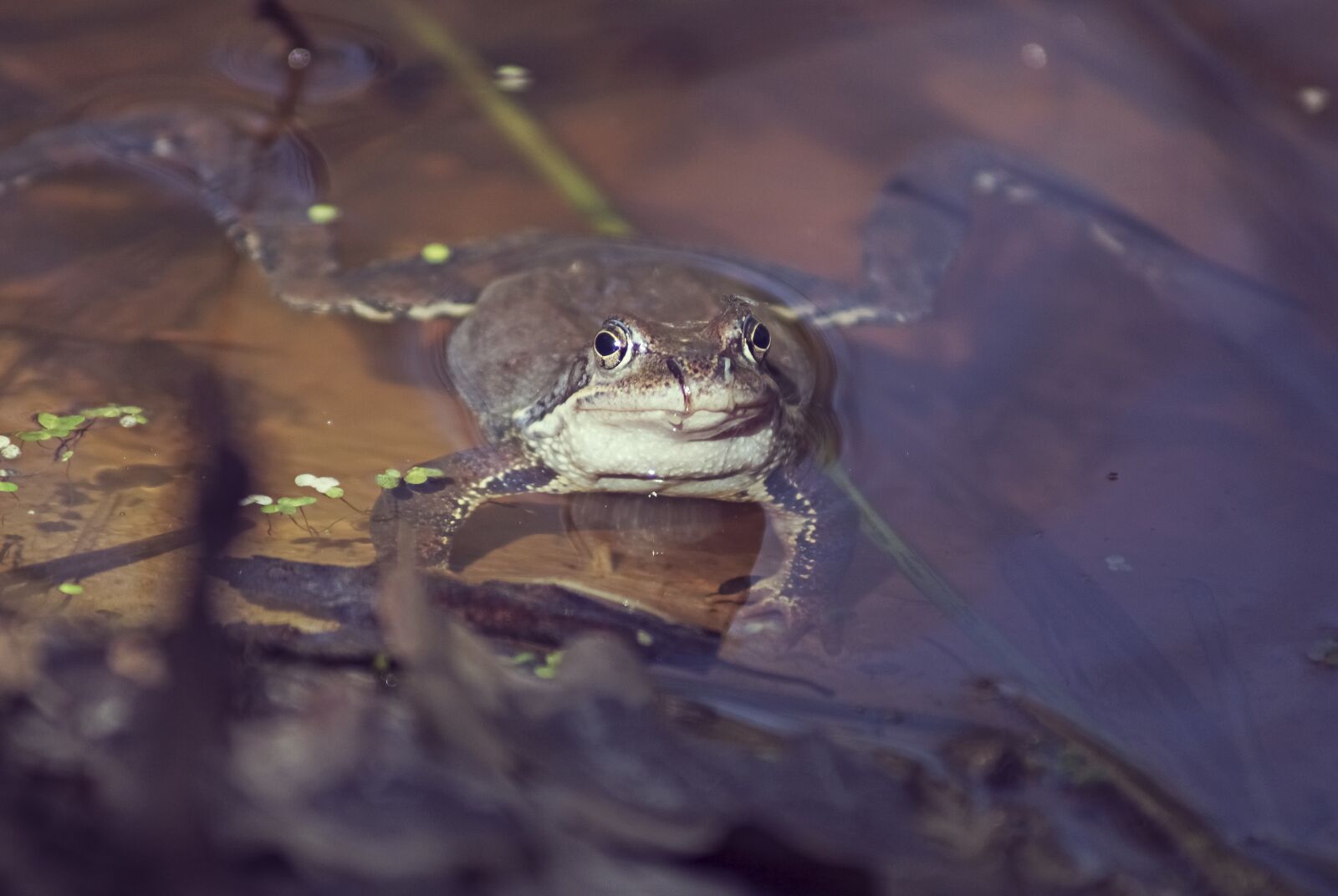 Sony SLT-A77 sample photo. Frog, animals, green photography