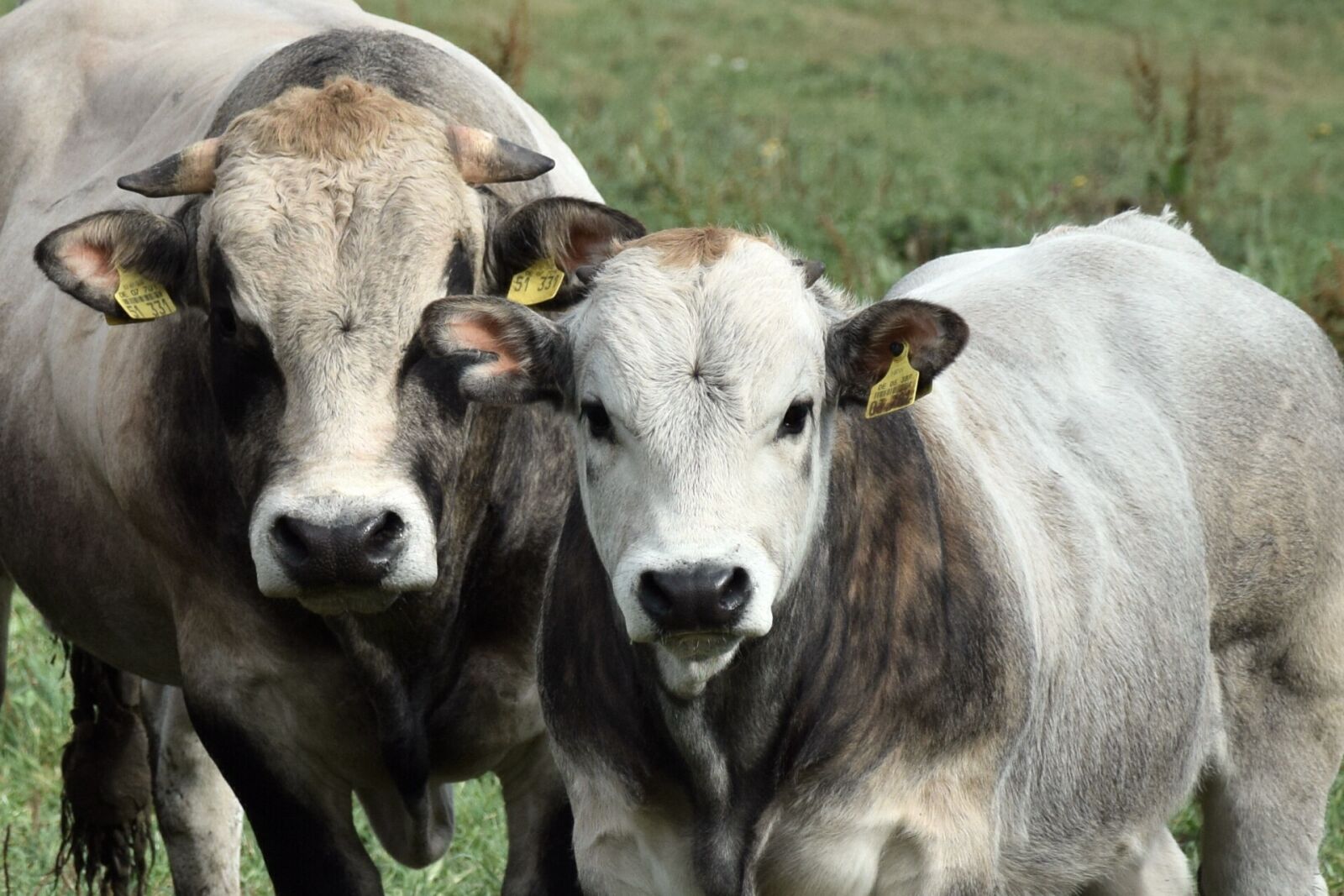 Nikon D3300 sample photo. Cops, bulls, cattle photography
