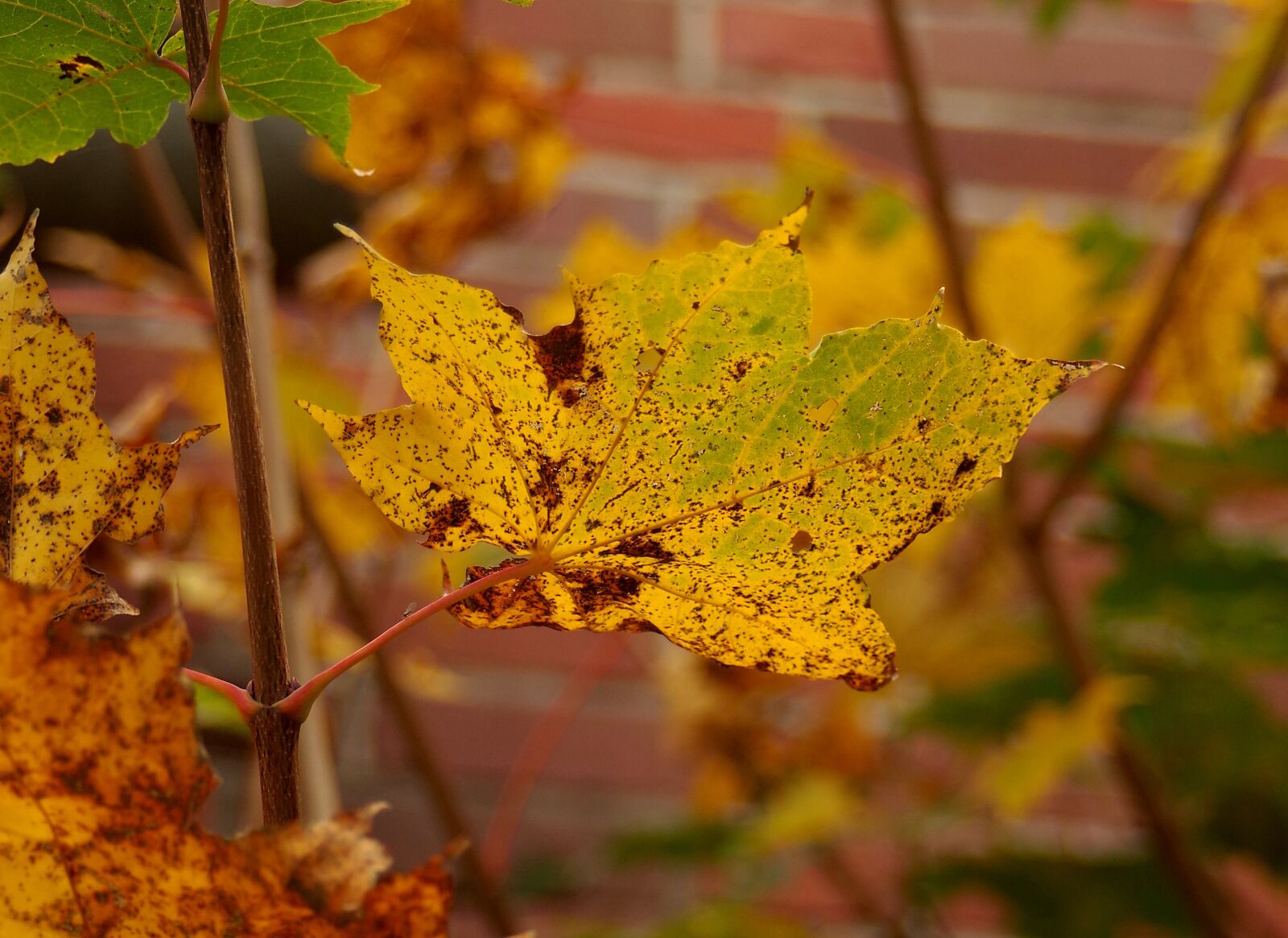 Pentax K-S2 sample photo. Leaf, autumn, nature photography