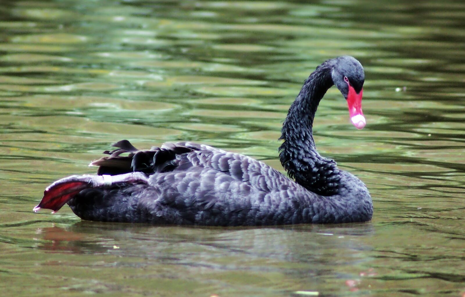 Tokina SD 400mm f/5.6 sample photo. Black swan, outdoor, resident photography