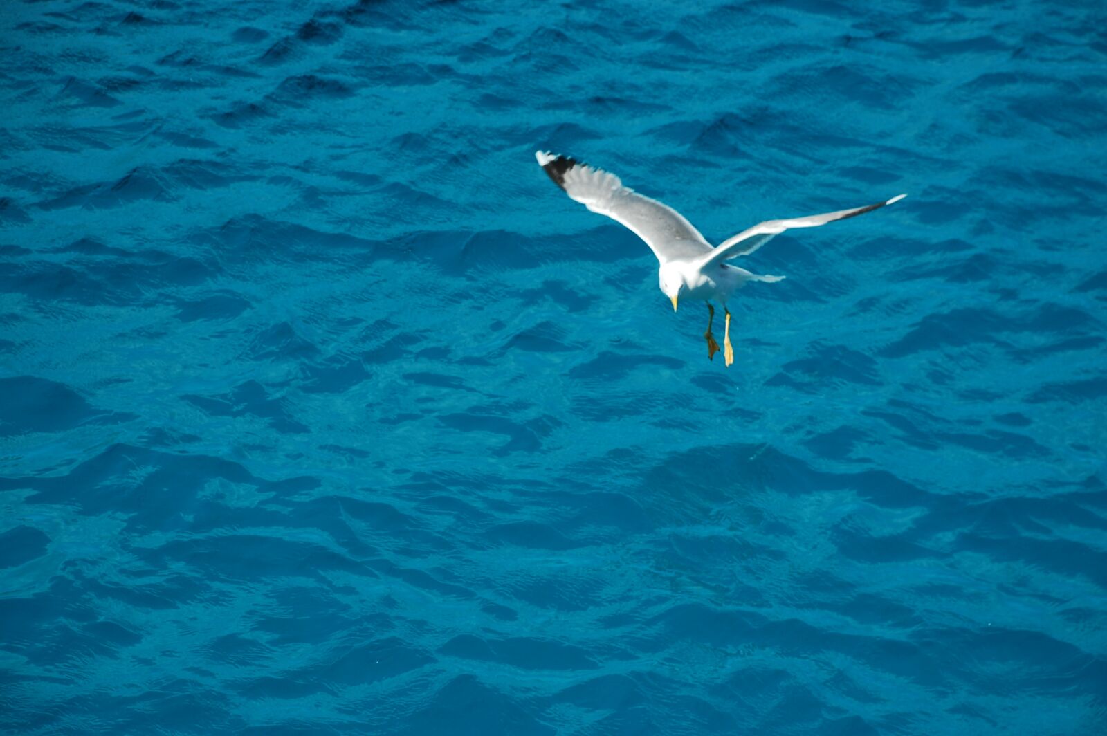 Nikon D40 sample photo. Seagull, bird, sea photography
