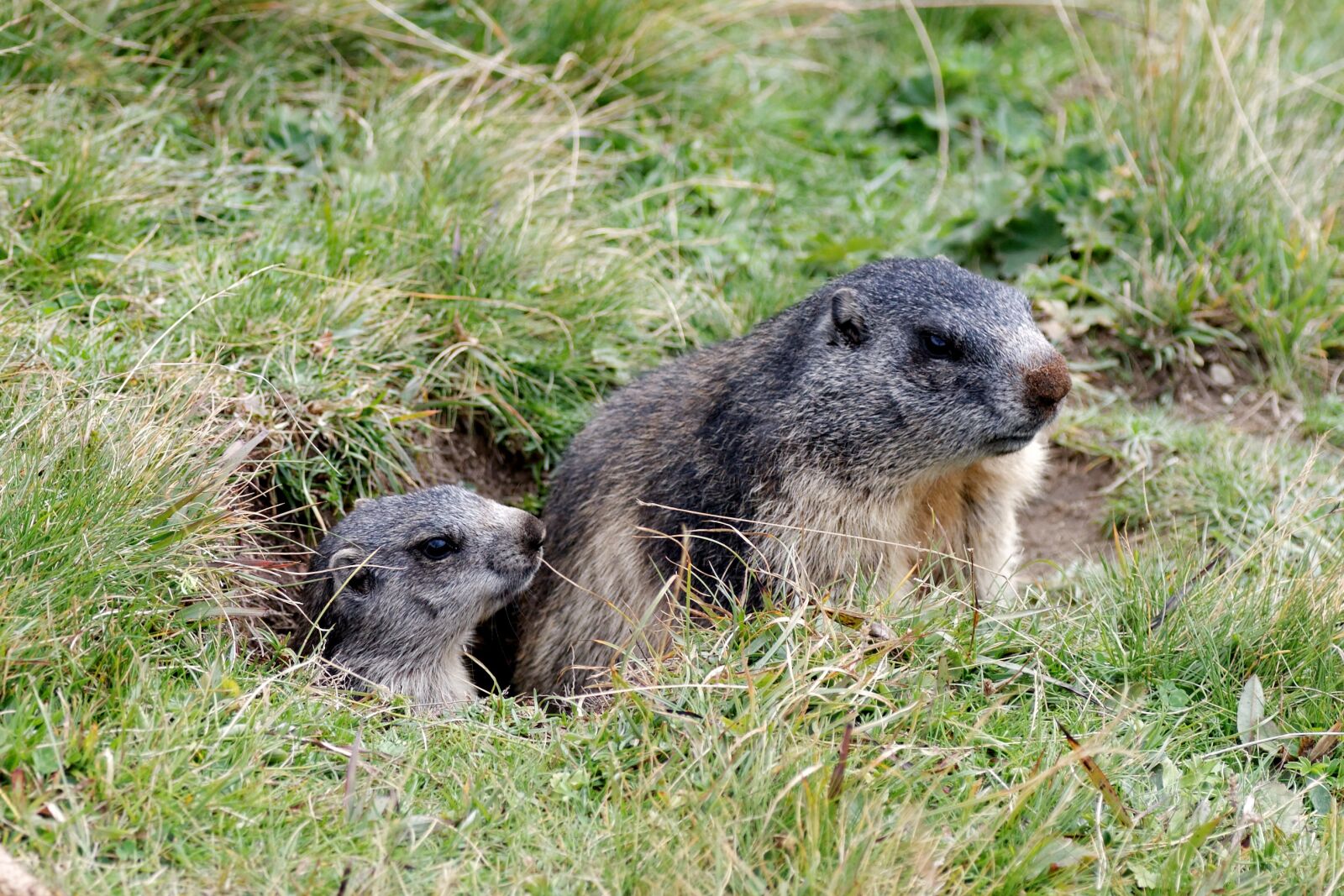 Canon EOS 30D sample photo. Marmots, aletsch glacier, valais photography