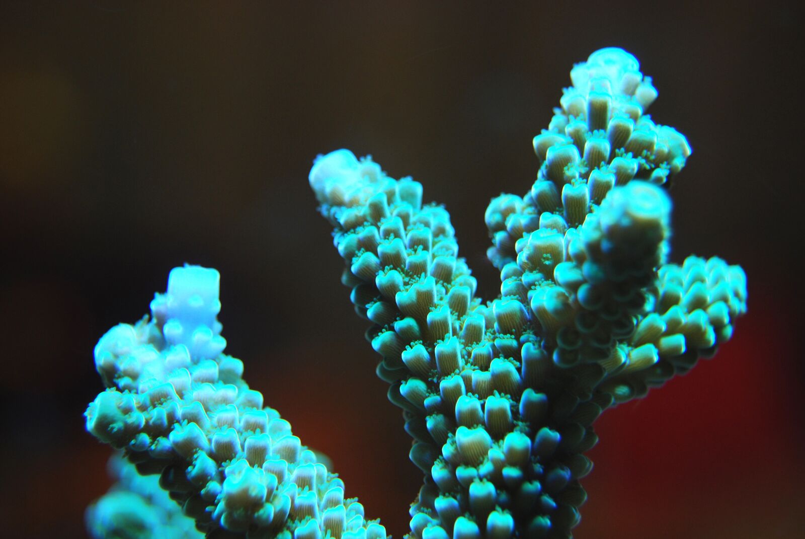 Nikon D40X sample photo. Coral, reef, sea photography