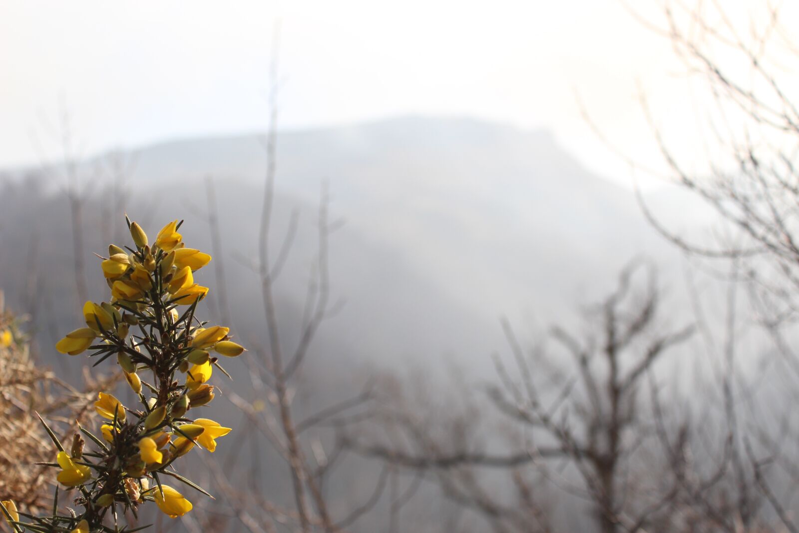Canon EOS 100D (EOS Rebel SL1 / EOS Kiss X7) sample photo. Flowers, flower, winter photography