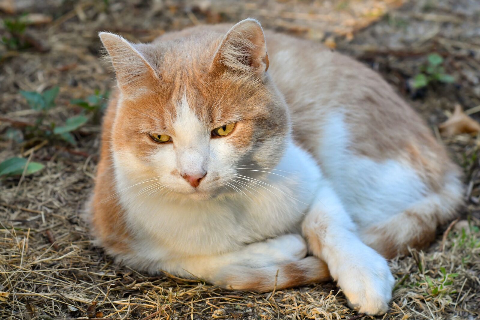 Nikon D500 sample photo. Cat, lying, feline photography