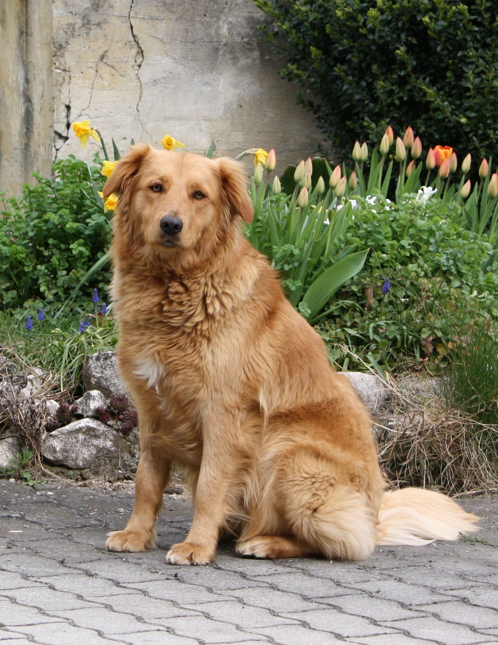Canon EOS 1000D (EOS Digital Rebel XS / EOS Kiss F) sample photo. Dog, flowers, seat photography