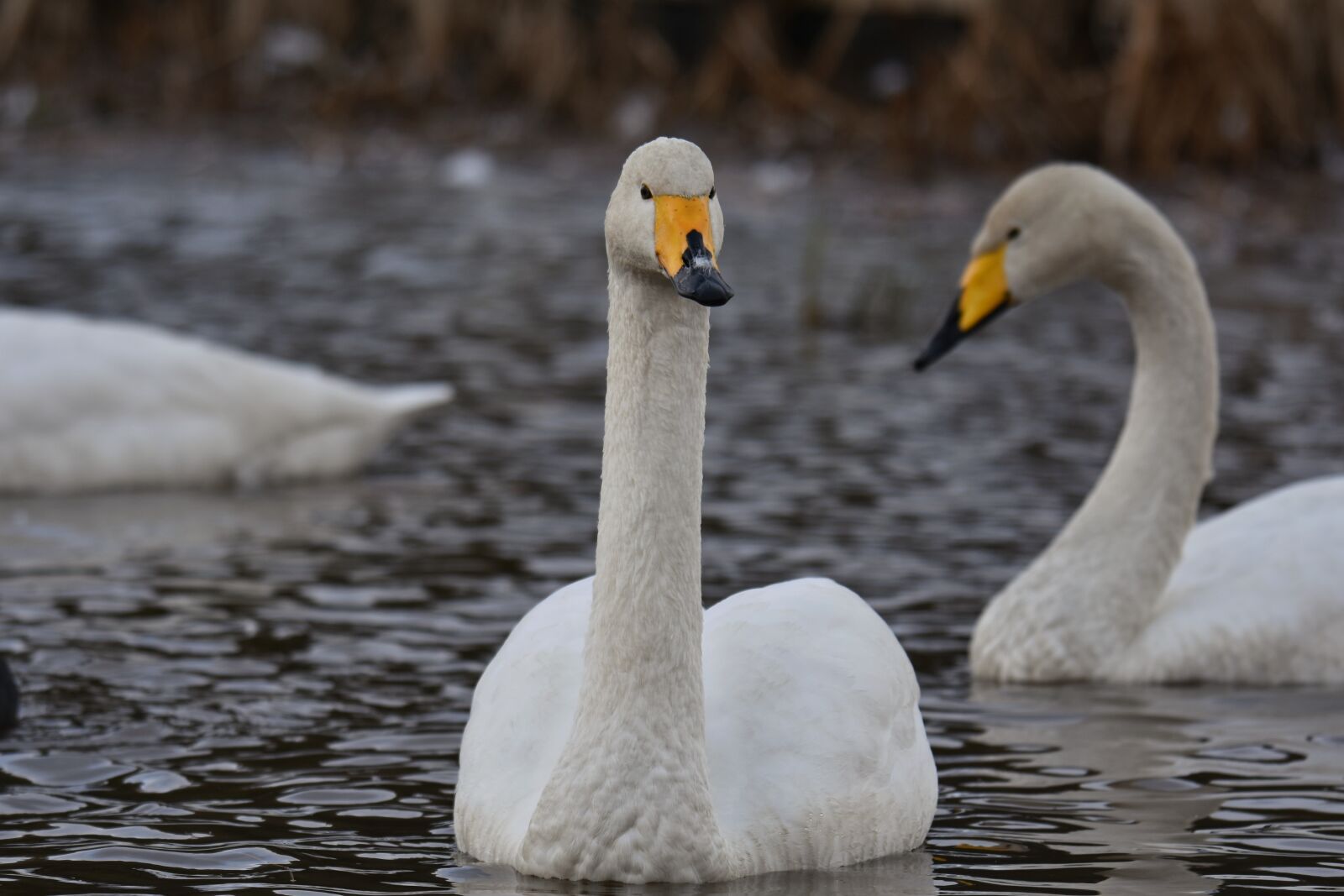 Nikon D7200 sample photo. Animal, lake, waterside photography