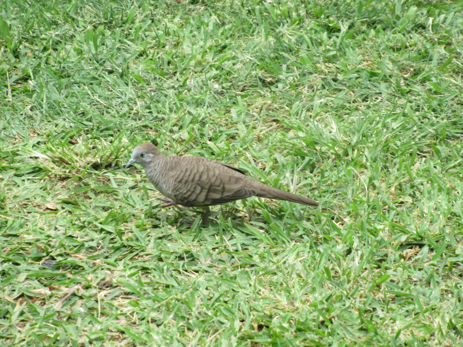 Canon PowerShot SX620 HS sample photo. Bird, feather, africa photography