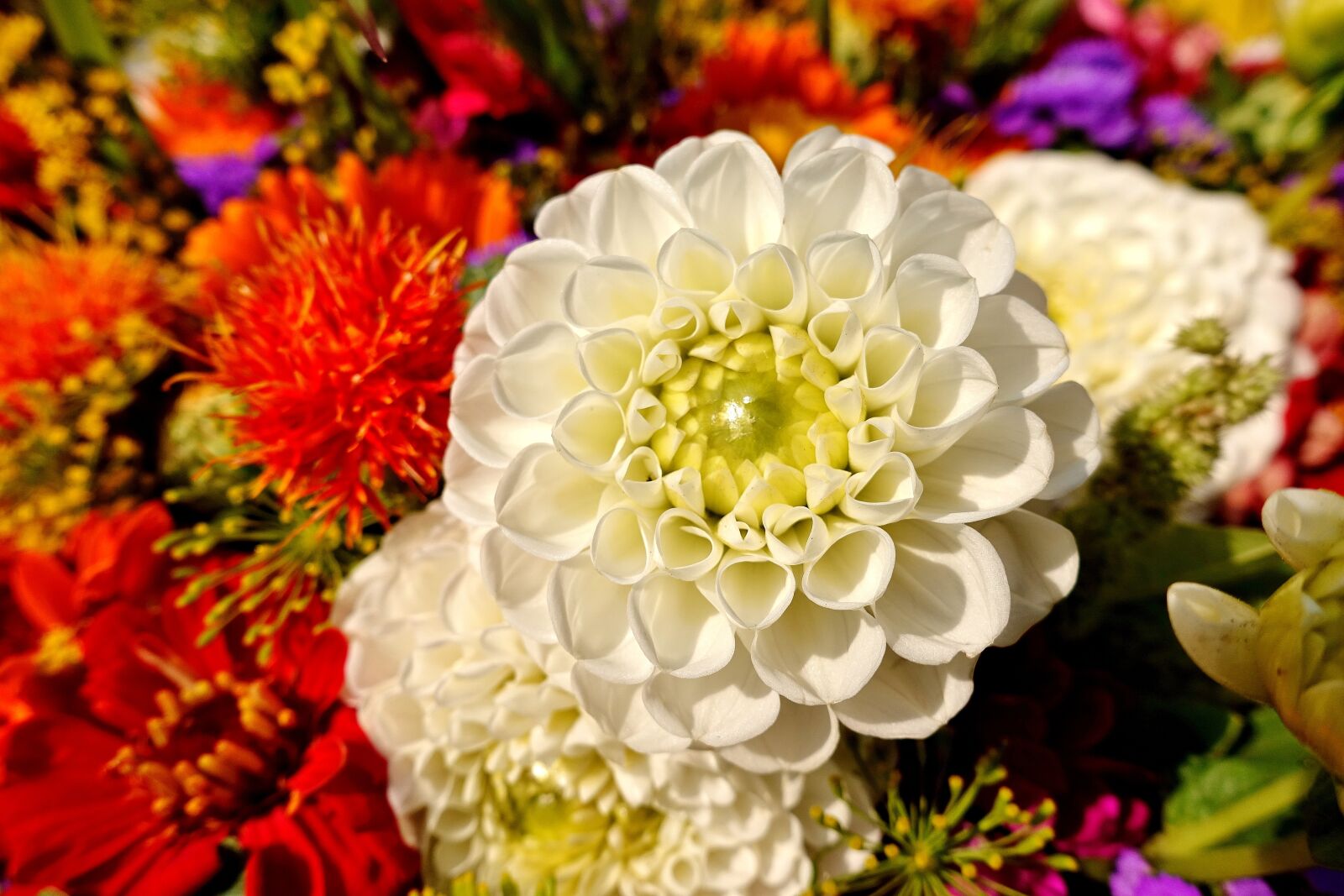Sony DSC-RX100M5 sample photo. Dahlia, summer flowers, colorful photography