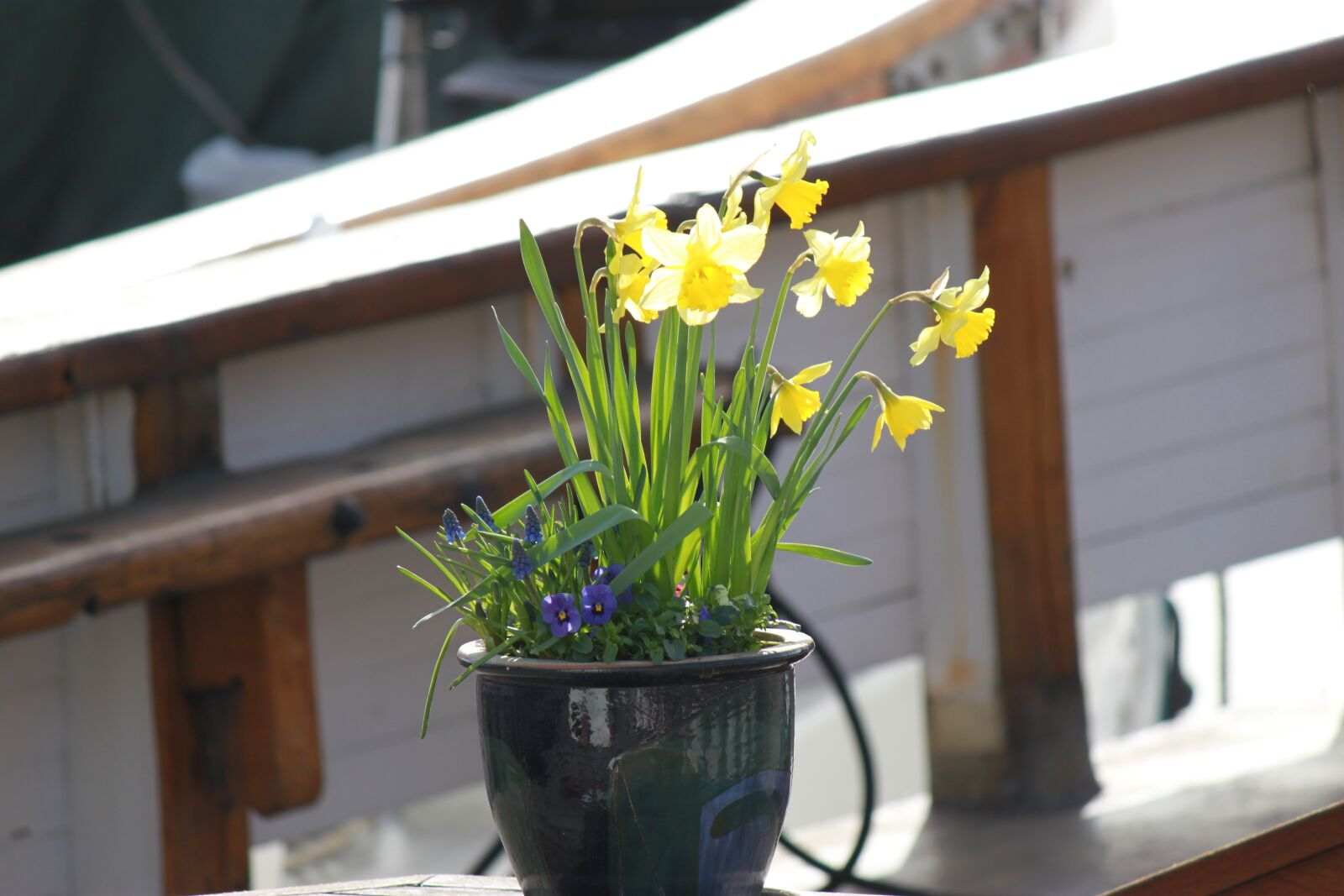 Canon EOS 500D (EOS Rebel T1i / EOS Kiss X3) sample photo. Summer, bloom, flowers photography