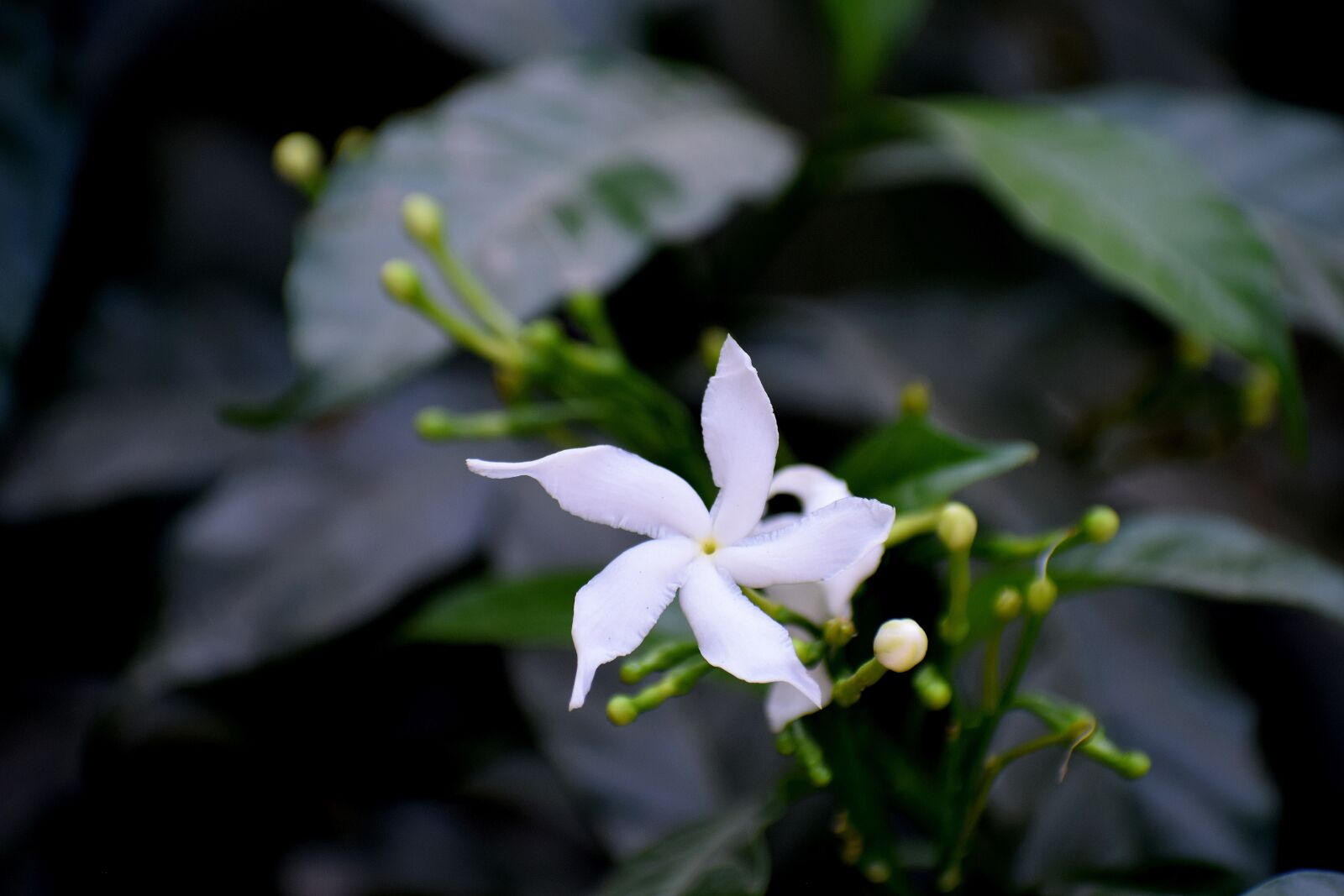 Nikon D3300 sample photo. Flower, bud, nature photography