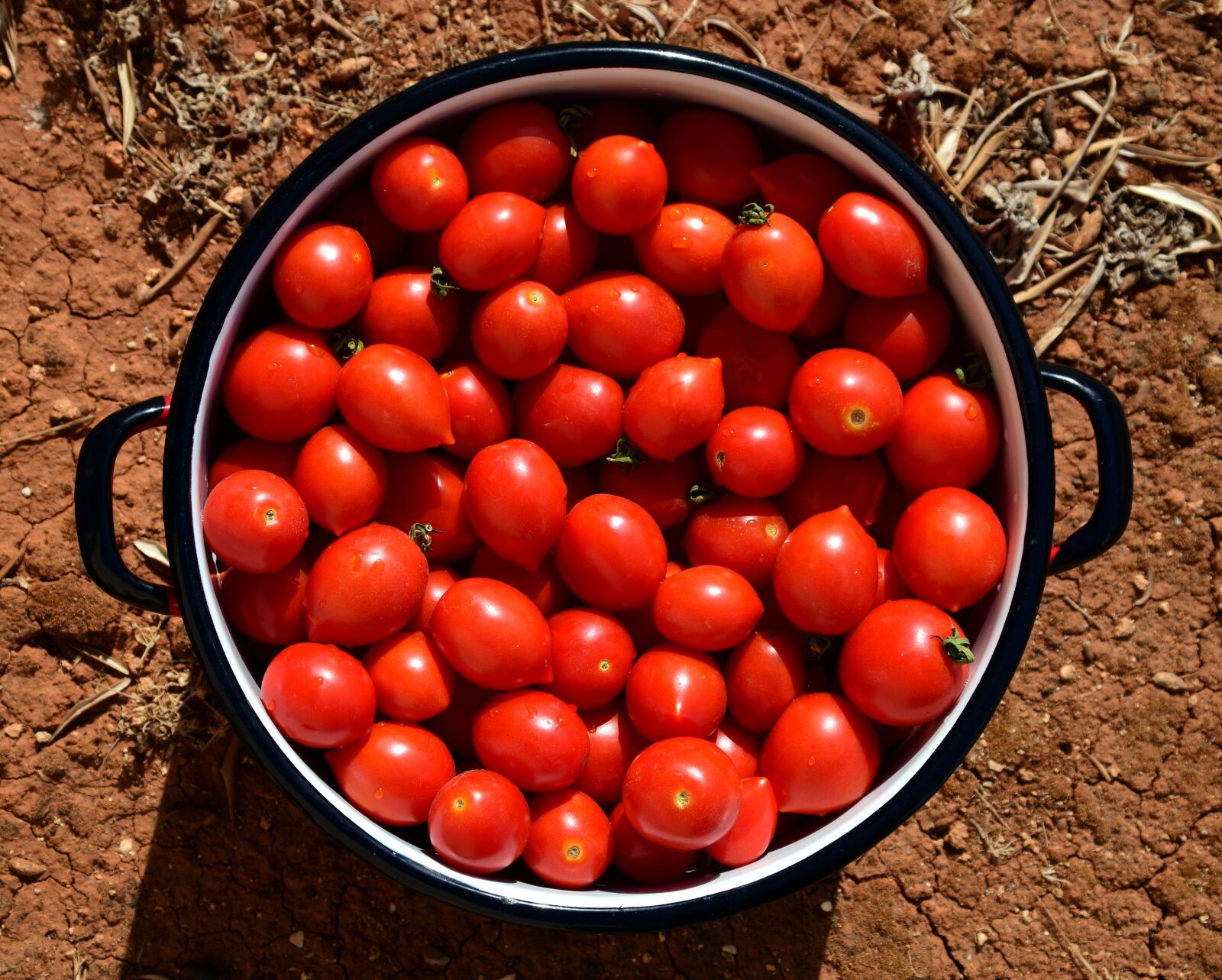 Nikon D3300 sample photo. Tomatoes, pot, cooking pot photography