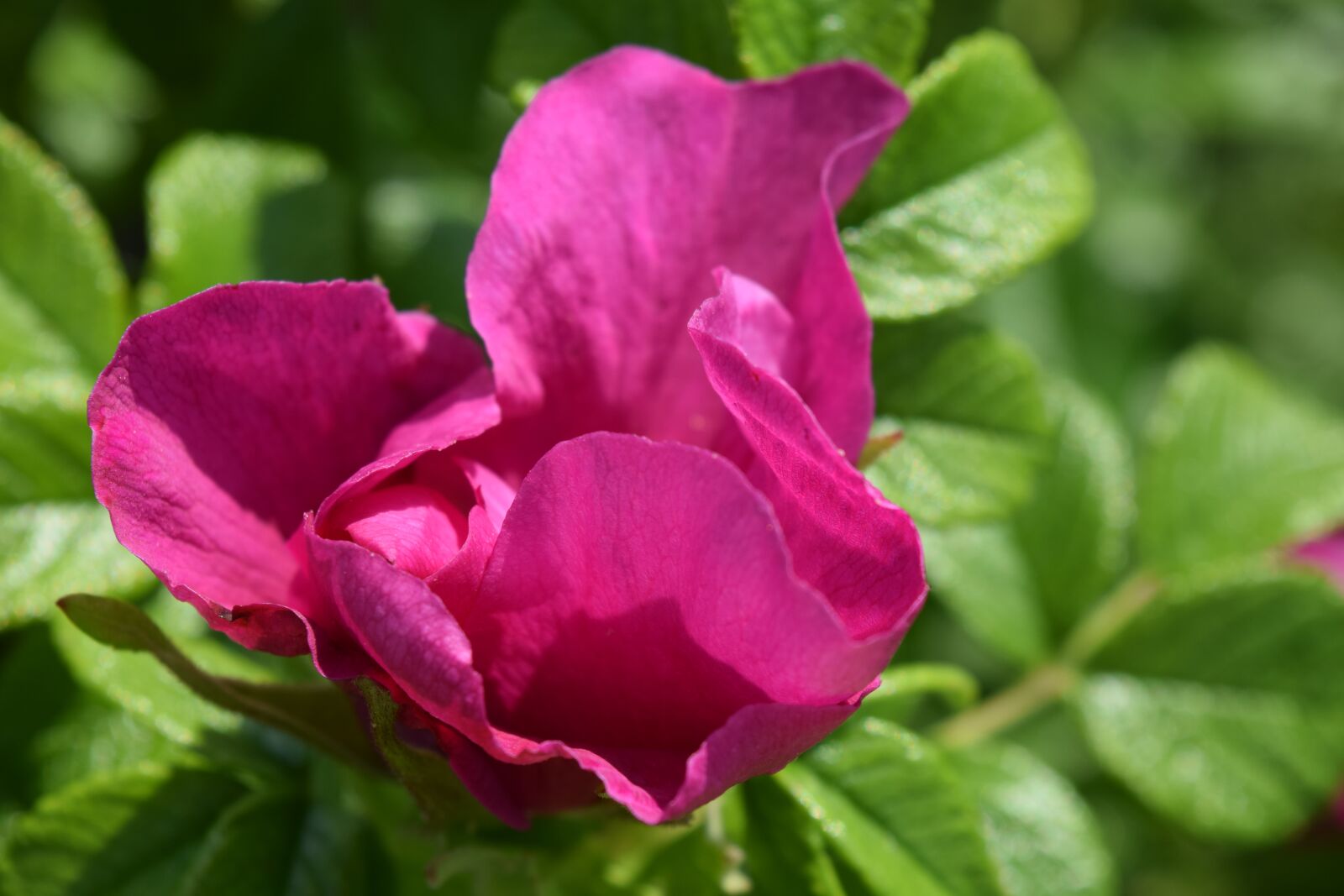 Nikon D3300 sample photo. Wild rose, blossom, bloom photography