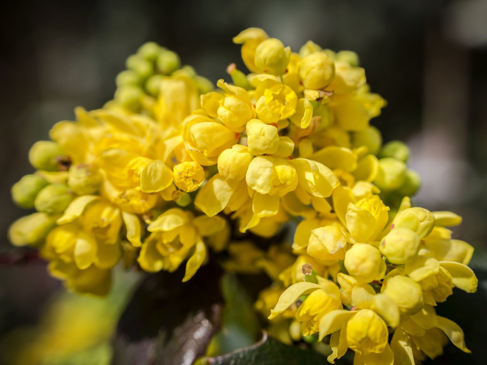 Samsung NX300M sample photo. Barberry, barberry flower, bud photography