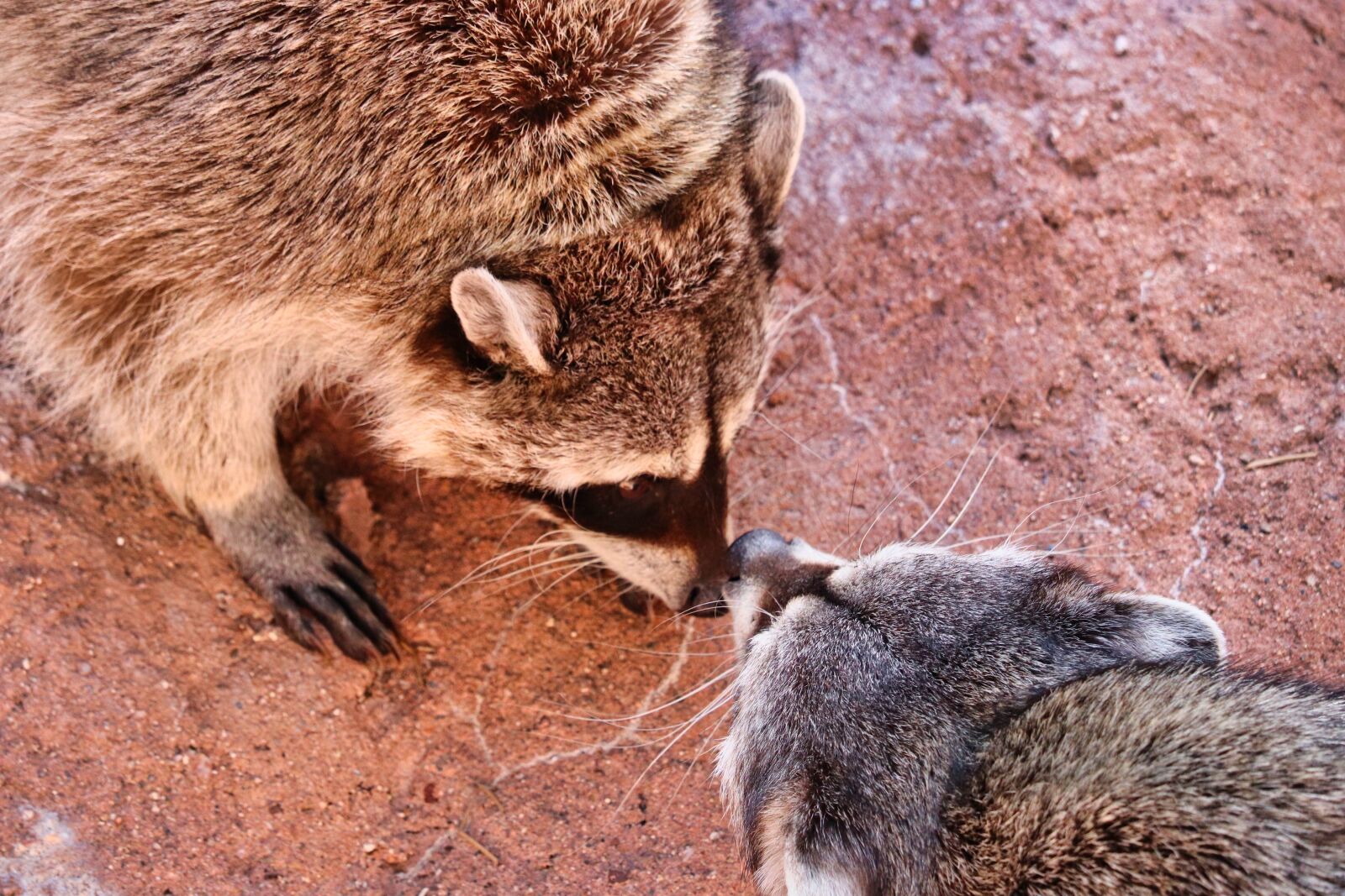 Canon EOS 200D (EOS Rebel SL2 / EOS Kiss X9) sample photo. Raccoon, forest, nature photography