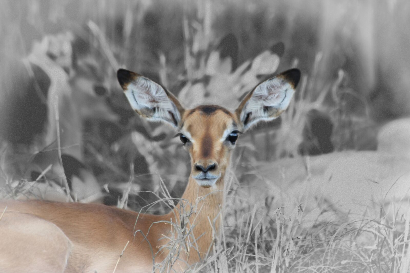 Canon EOS 550D (EOS Rebel T2i / EOS Kiss X4) sample photo. Fawn, buck, baby impala photography