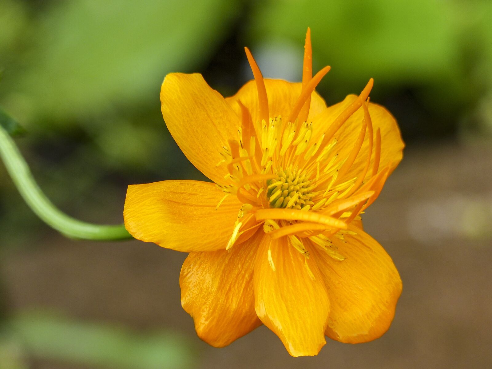 Panasonic Lumix DMC-FZ200 sample photo. Flower, yellow, close-up photography