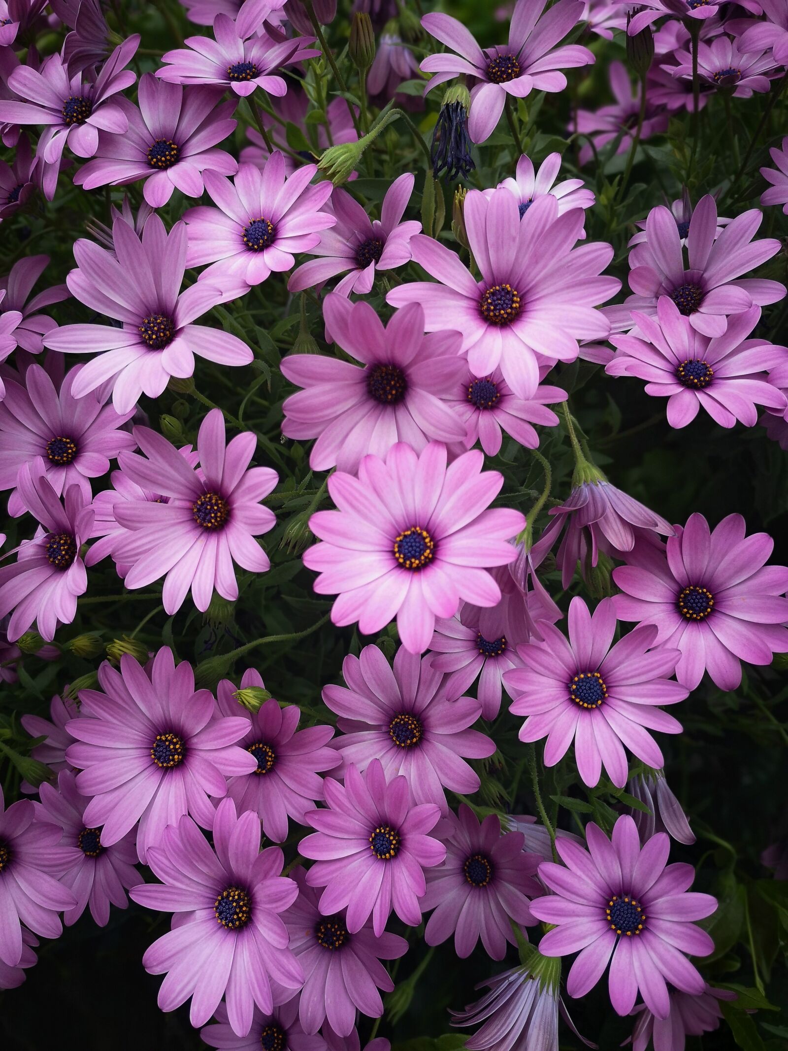 HUAWEI P20 sample photo. Flowers, pink, spring photography