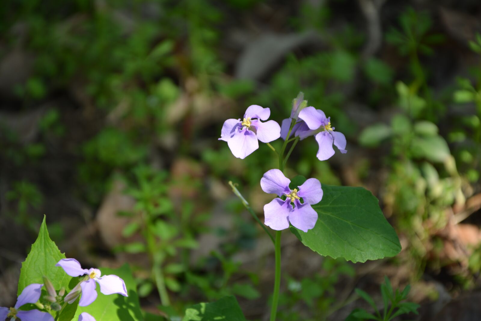 Nikon D5200 sample photo. Wild flowers, flower, purple photography