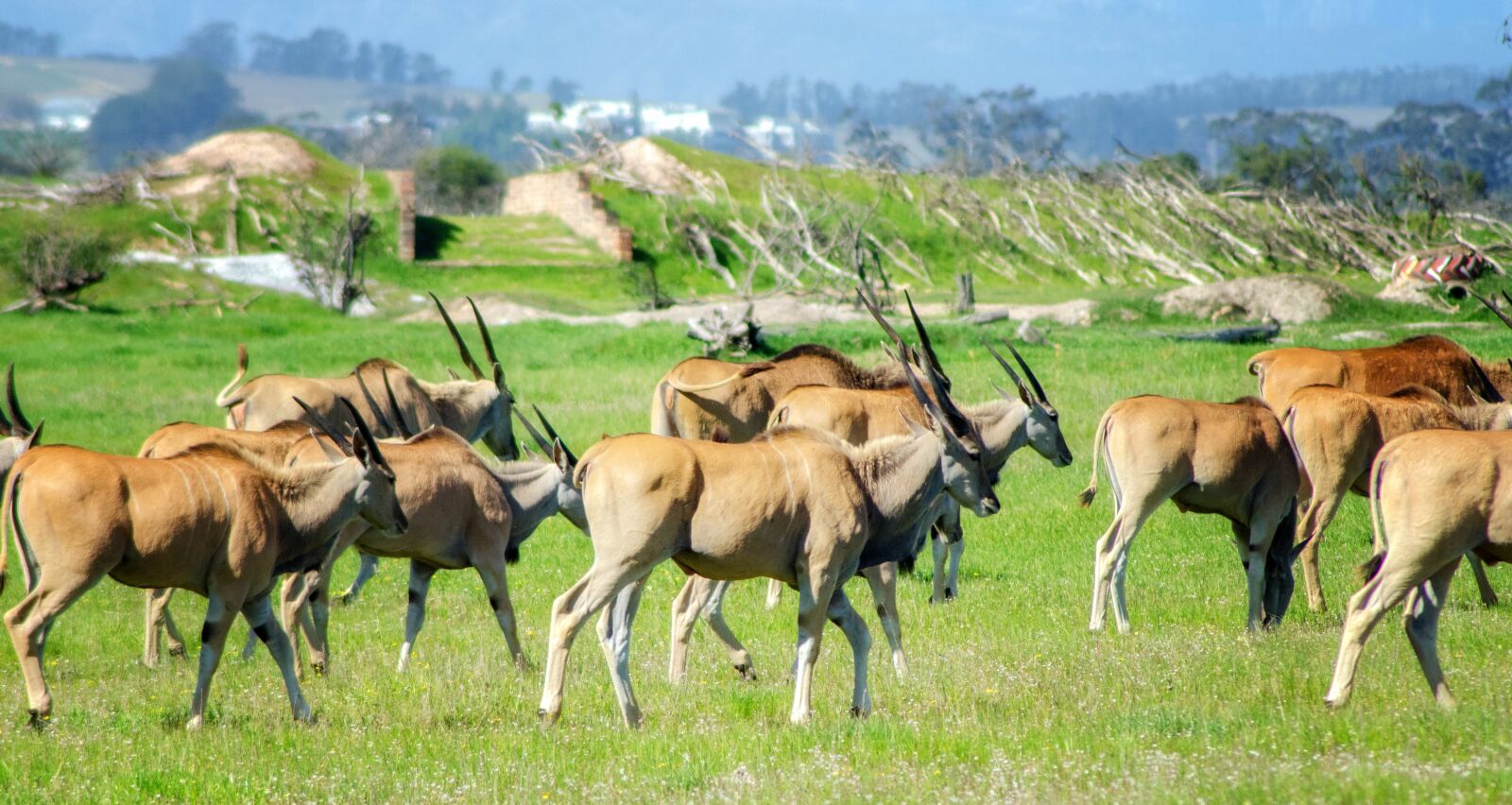 Nikon D7000 sample photo. Herd, nature, wildlife photography