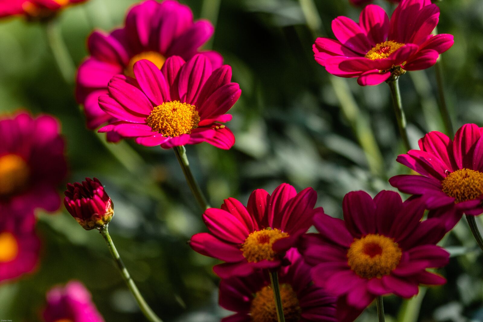 Canon EOS 7D Mark II sample photo. Margarite, flower, red photography