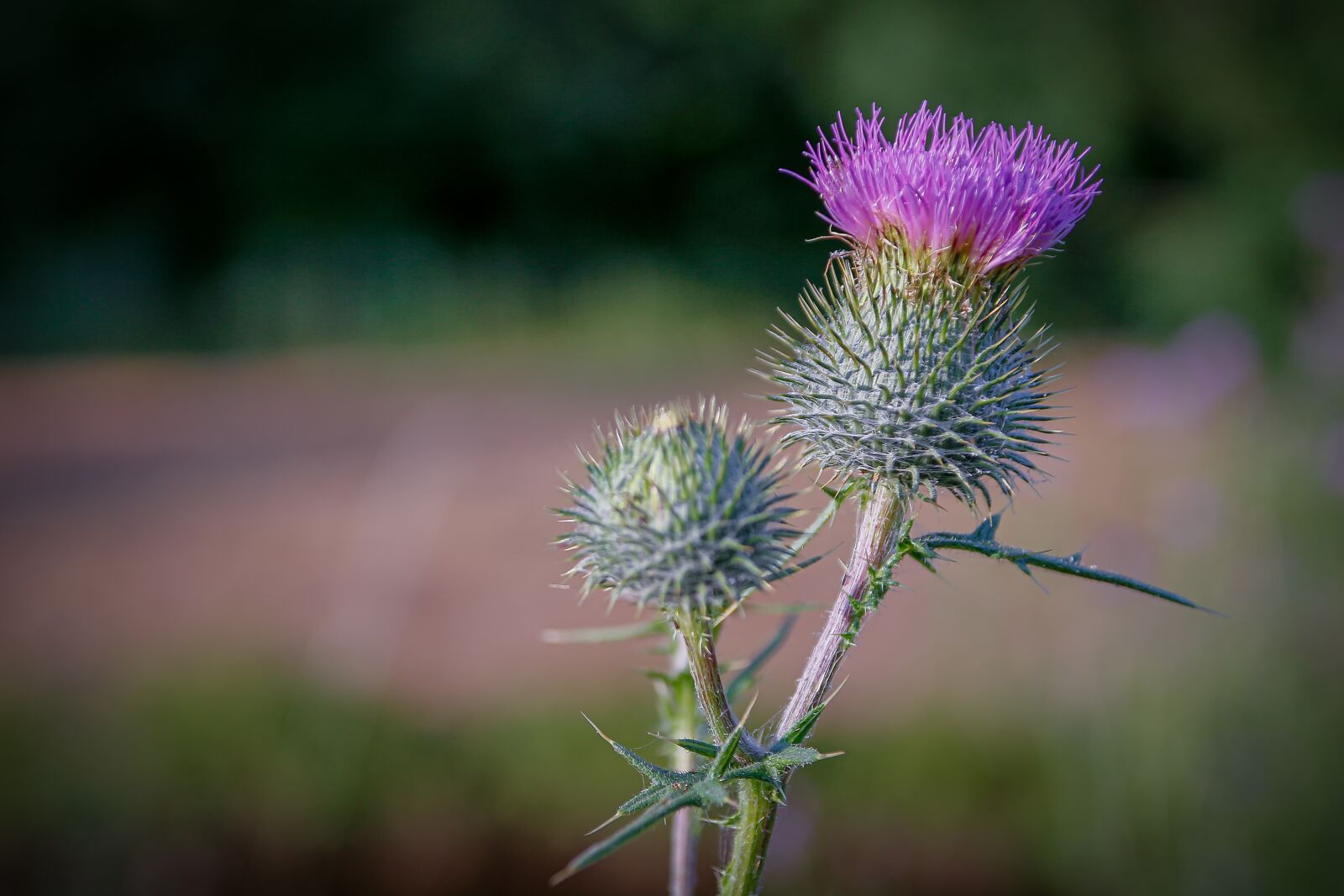 Canon EOS 70D sample photo. Diestel, blossom, bloom photography