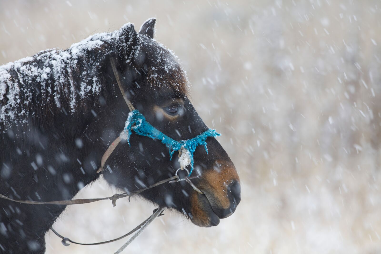 Canon EOS 5D Mark II sample photo. In the winter, horse photography