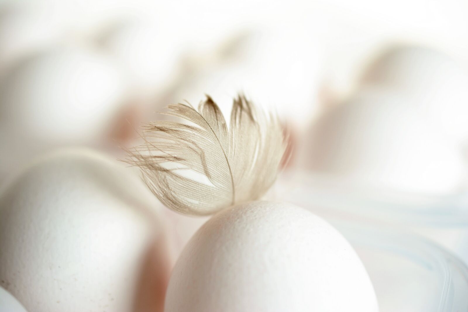 Nikon D5200 sample photo. Egg, feather, chicken feather photography