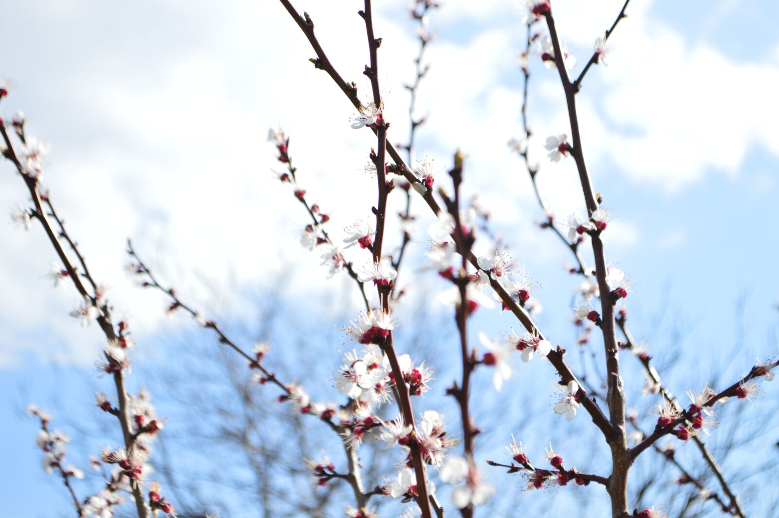 Nikon D3200 sample photo. Sky, spring, blue photography