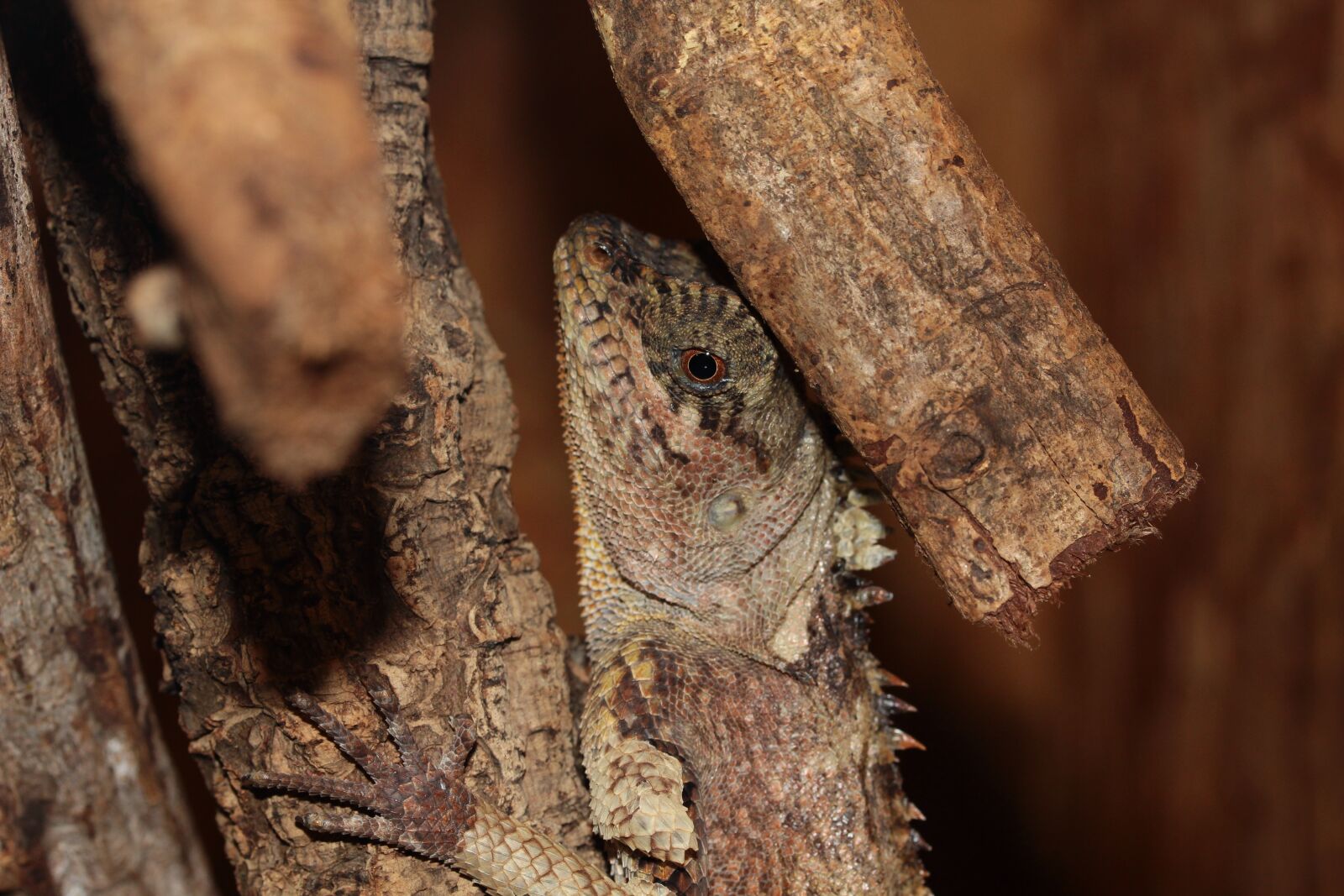 Canon EF-S 60mm F2.8 Macro USM sample photo. Lizard, reptile, terrarium photography