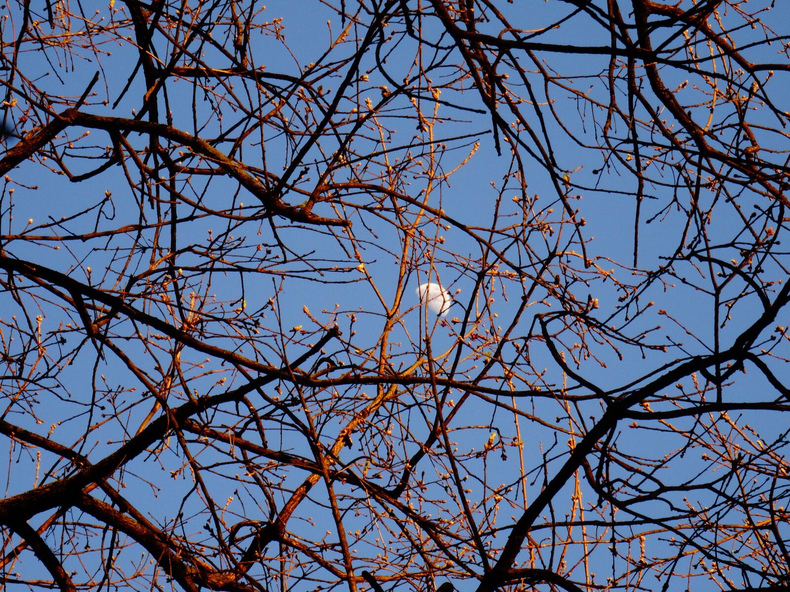 Sony DSC-HX50 sample photo. Luna, branches, day photography