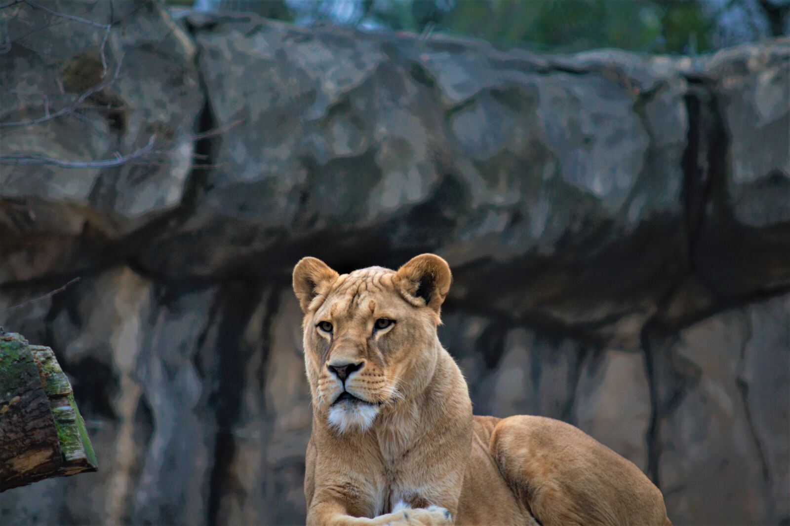 Canon EOS 400D (EOS Digital Rebel XTi / EOS Kiss Digital X) sample photo. Female lion, lion, focus photography