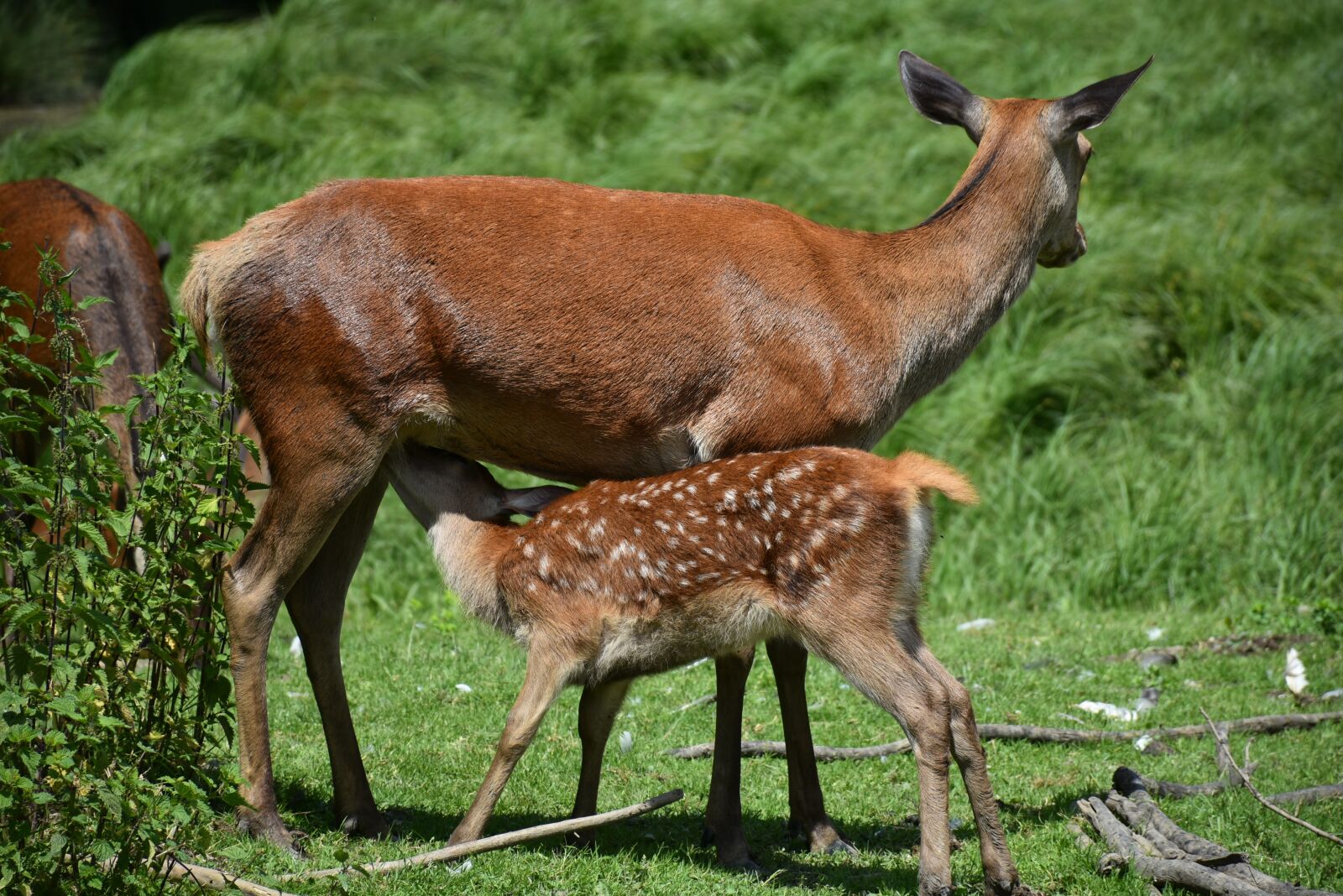 Nikon D7200 sample photo. Roe deer, kitz, young photography