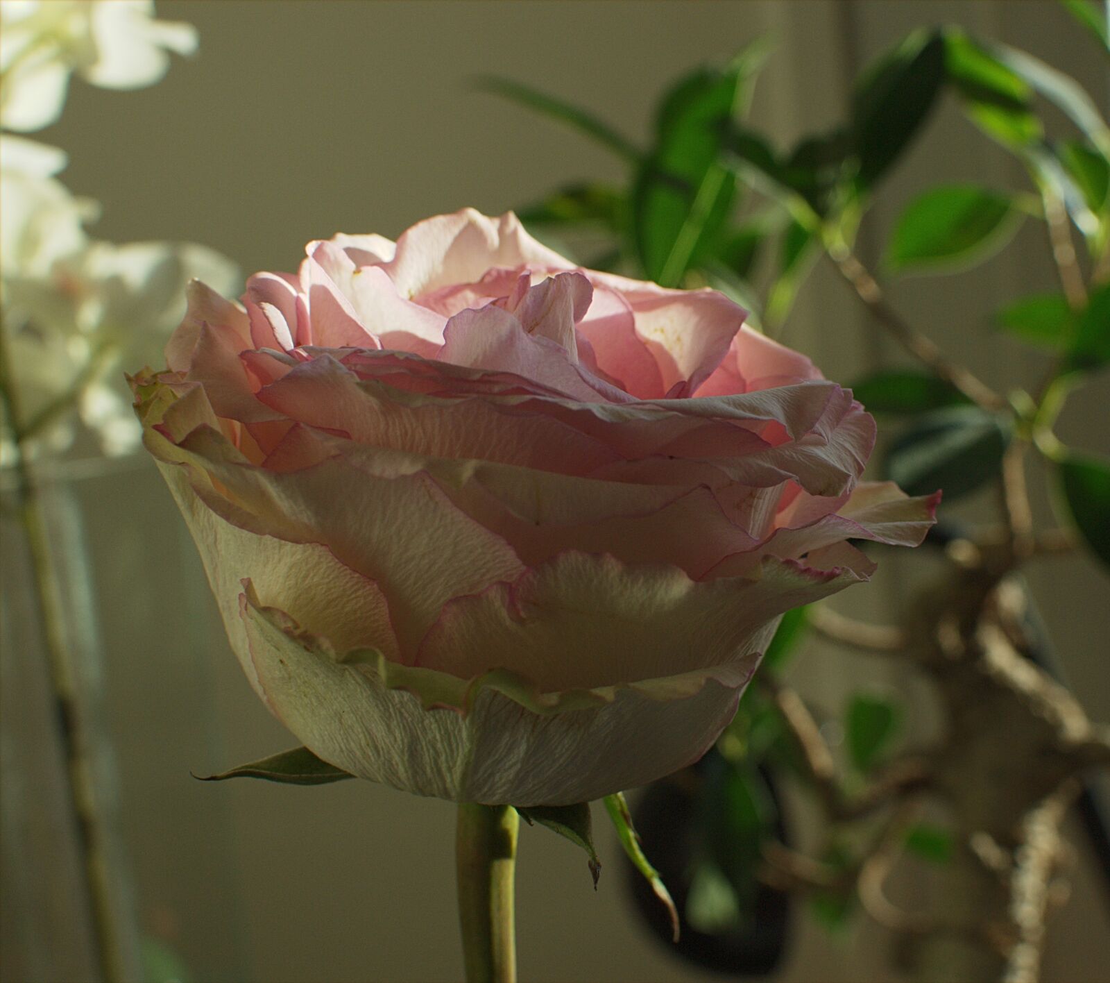 Nikon D3100 + Nikon AF-S DX Nikkor 35mm F1.8G sample photo. Pale pink, flowers, pink photography