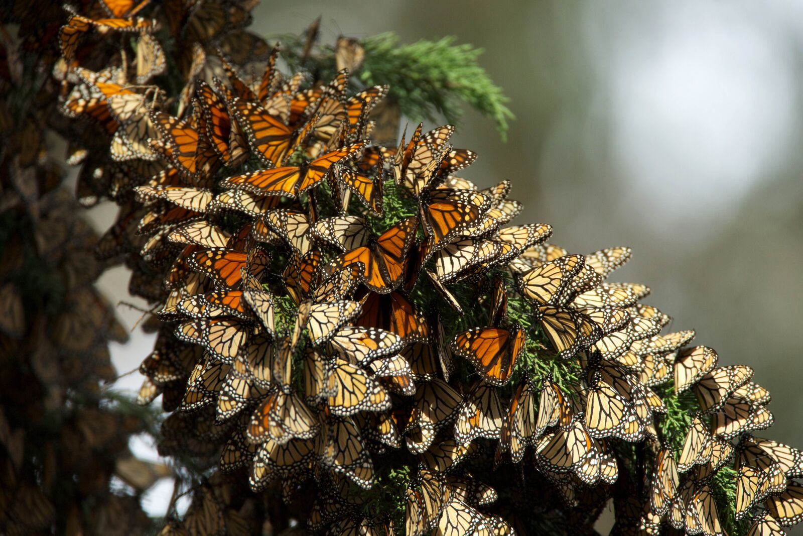 Canon EOS 5D Mark III sample photo. Monarch butterflies, migration, insects photography