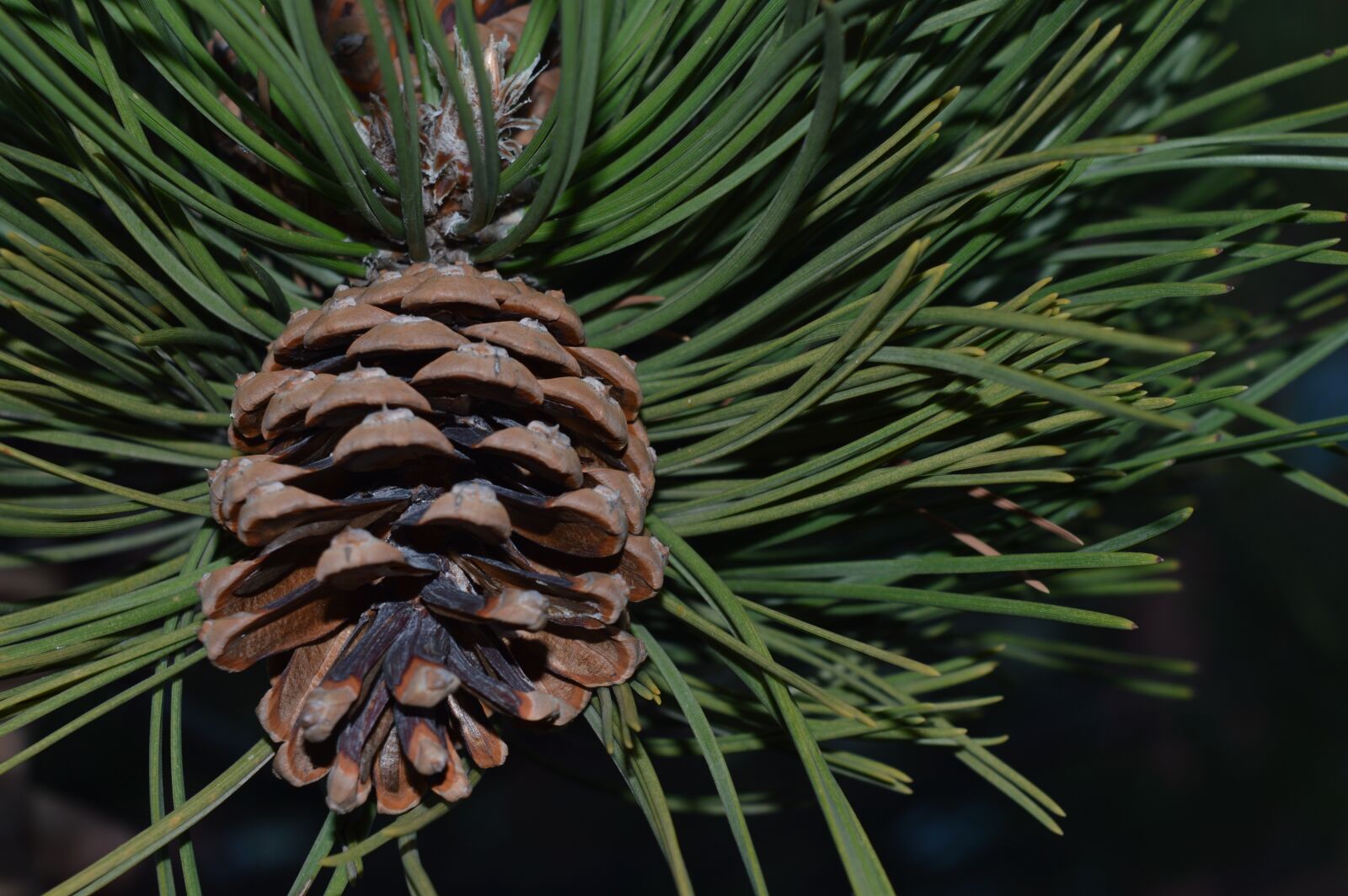 Nikon D3200 sample photo. No one, unforgettable, pinopsida photography