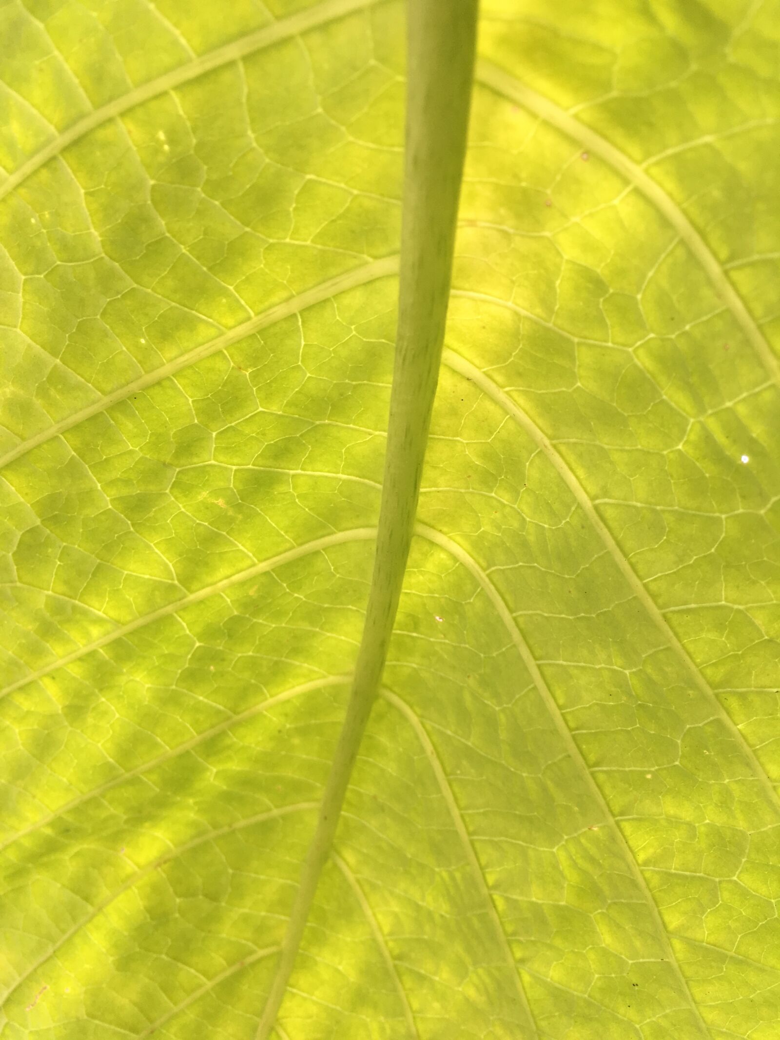 Apple iPhone SE sample photo. Flower, leaf, nature photography