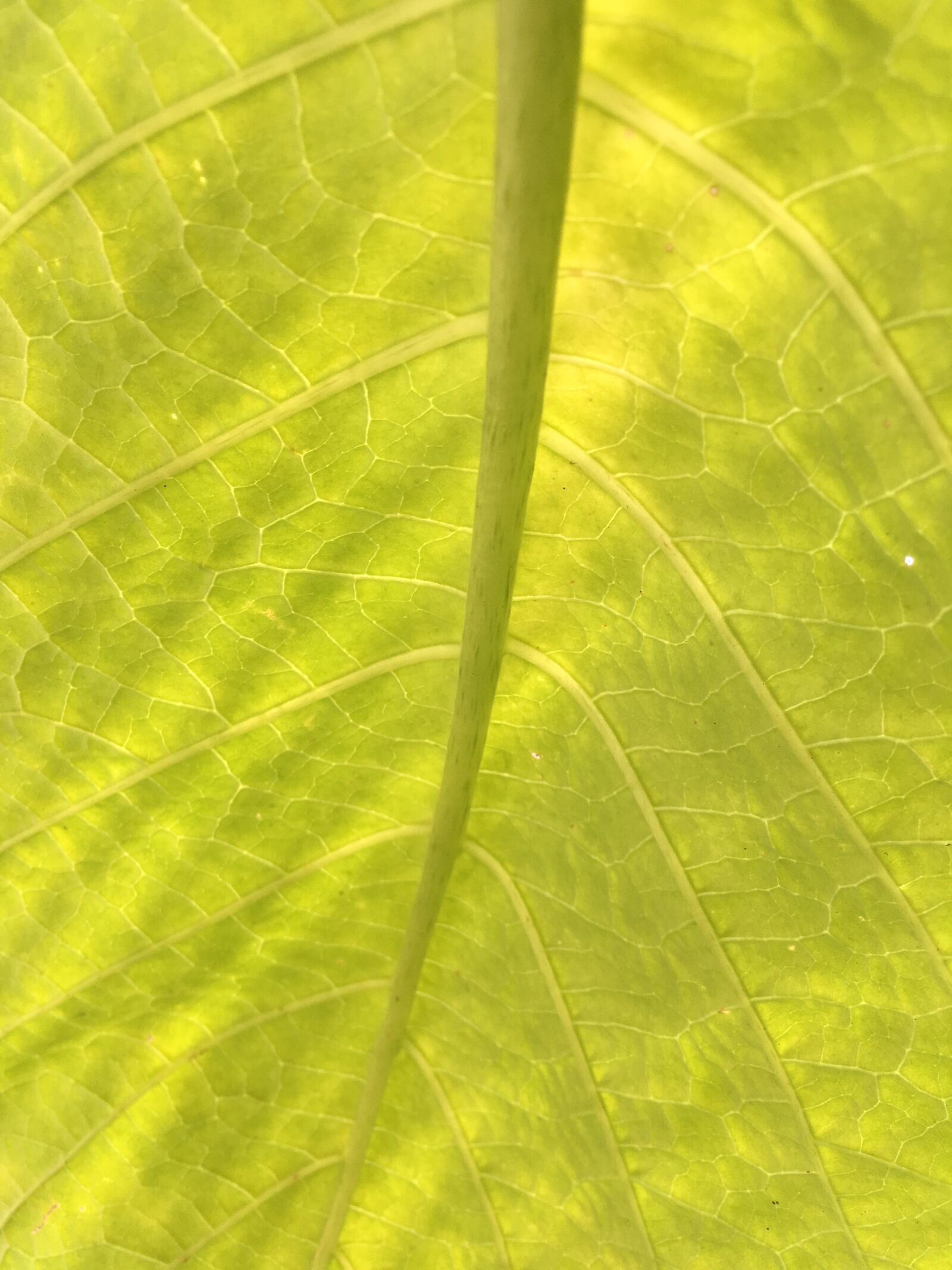 iPhone SE back camera 4.15mm f/2.2 sample photo. Flower, leaf, nature photography