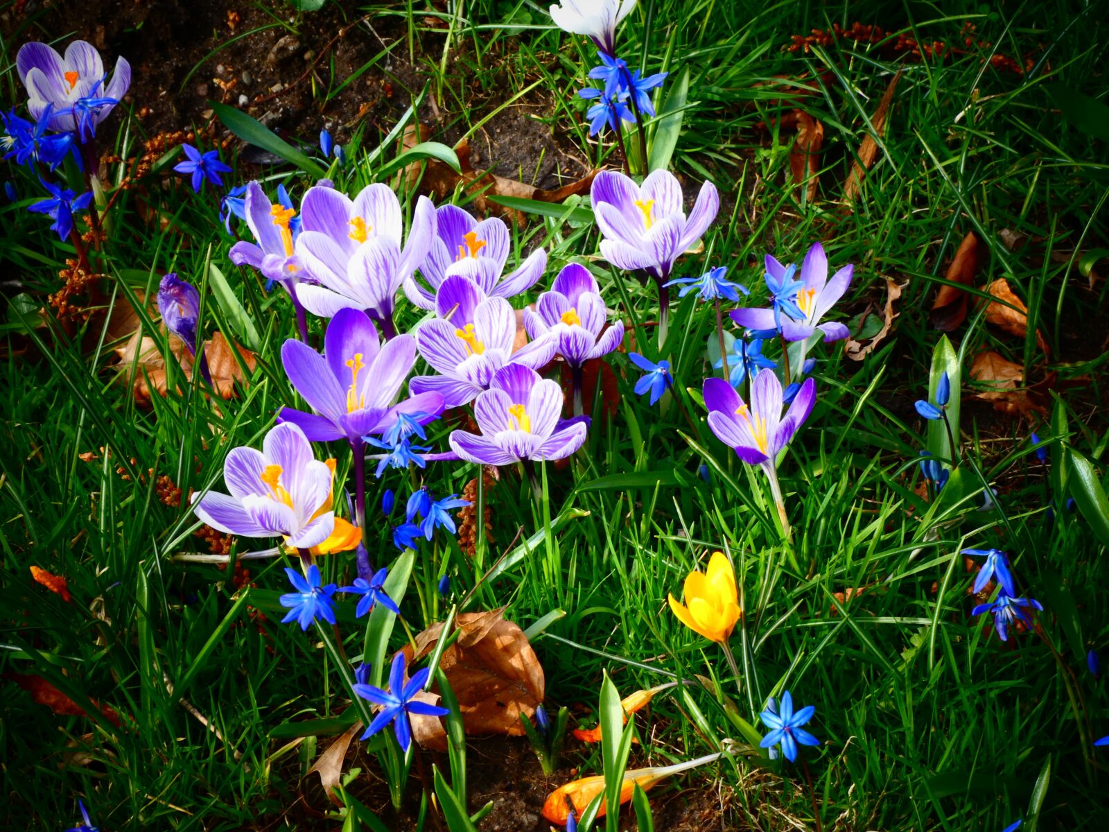Panasonic DC-TZ91 sample photo. Crocus, flower, spring photography