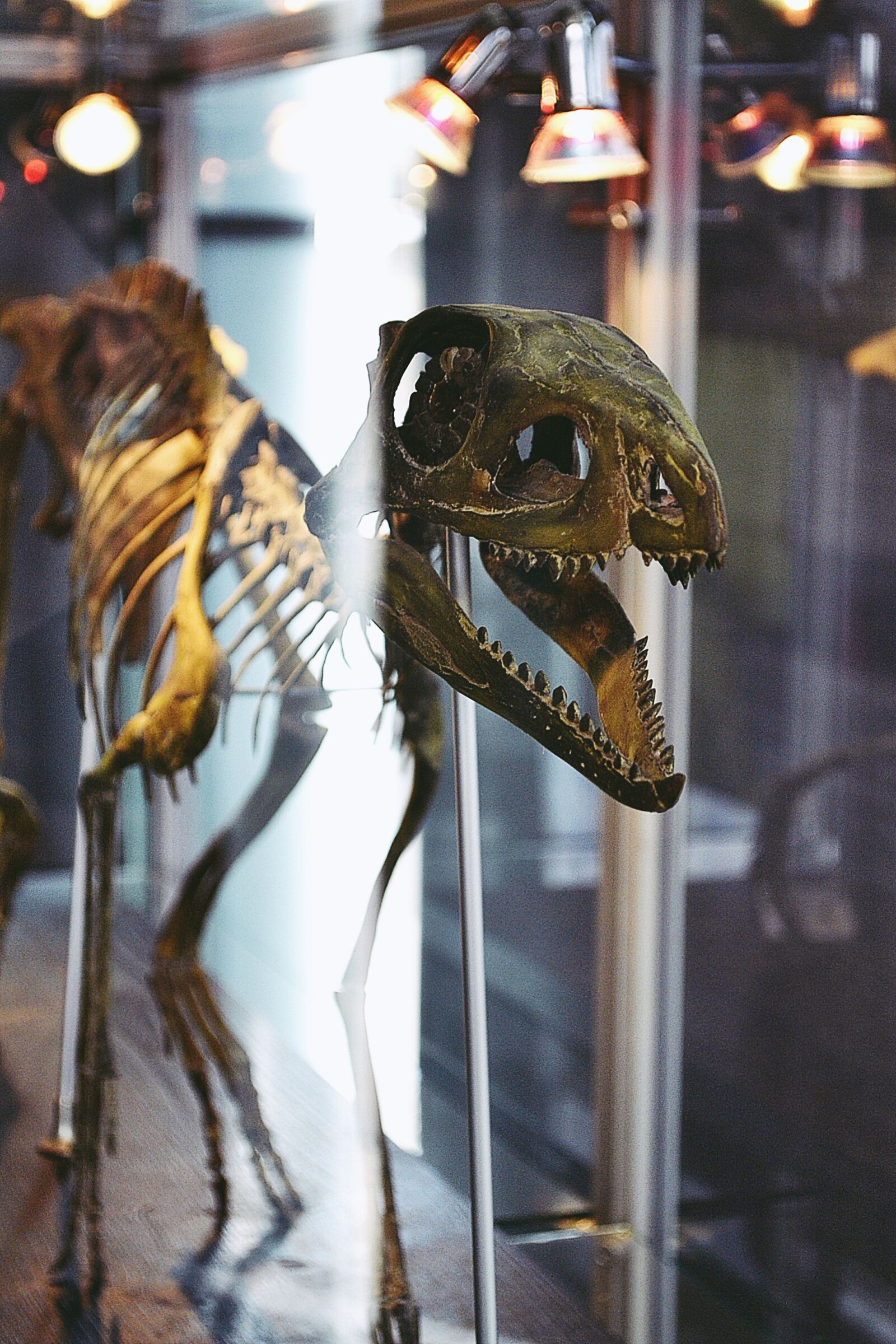 Nikon D3100 sample photo. Dinosaur, dino, reptile photography