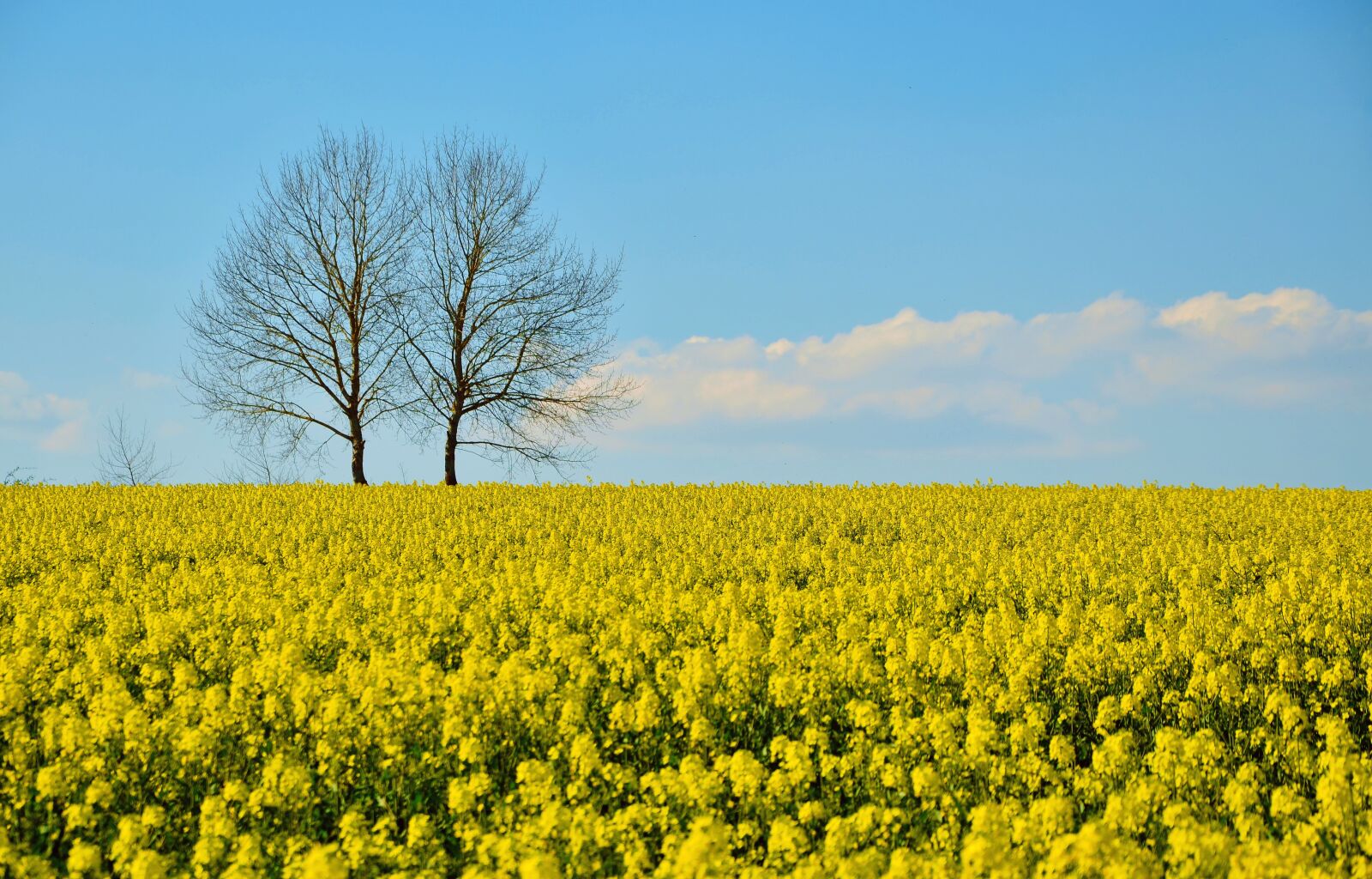 Nikon D5100 sample photo. Field of rapeseeds, oilseed photography