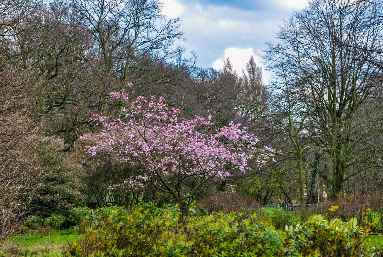 Nikon D90 sample photo. Nature, spring, tree photography