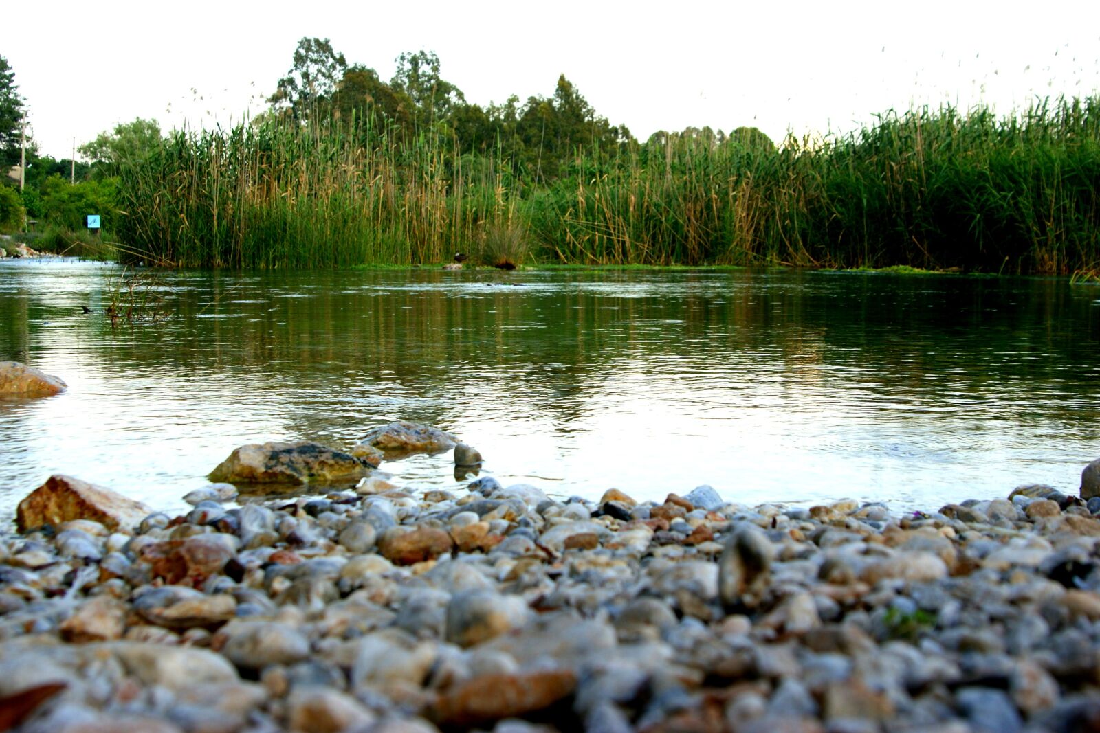 Sony Alpha DSLR-A350 sample photo. Landscape, nature, reedy photography