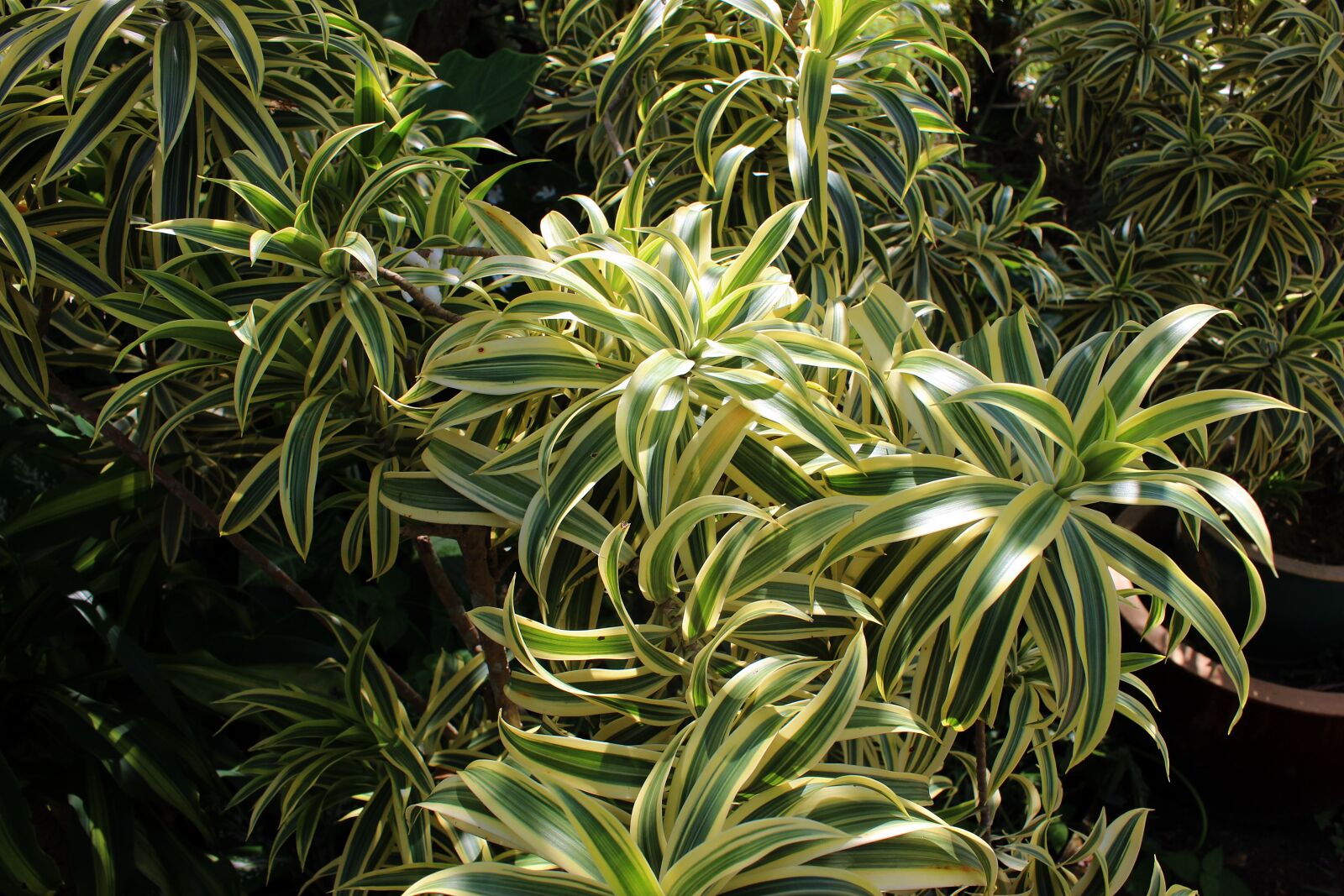Canon EOS 600D (Rebel EOS T3i / EOS Kiss X5) sample photo. Botany, garden, green, leaf photography