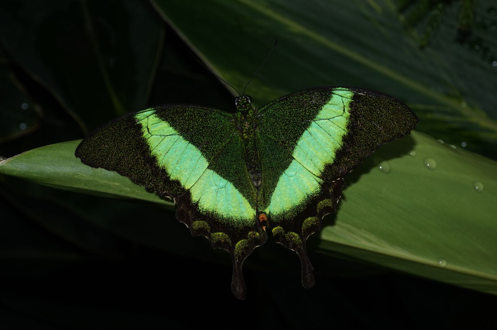 Sony Alpha a5000 (ILCE 5000) sample photo. Insect, butterfly, invertebrate photography
