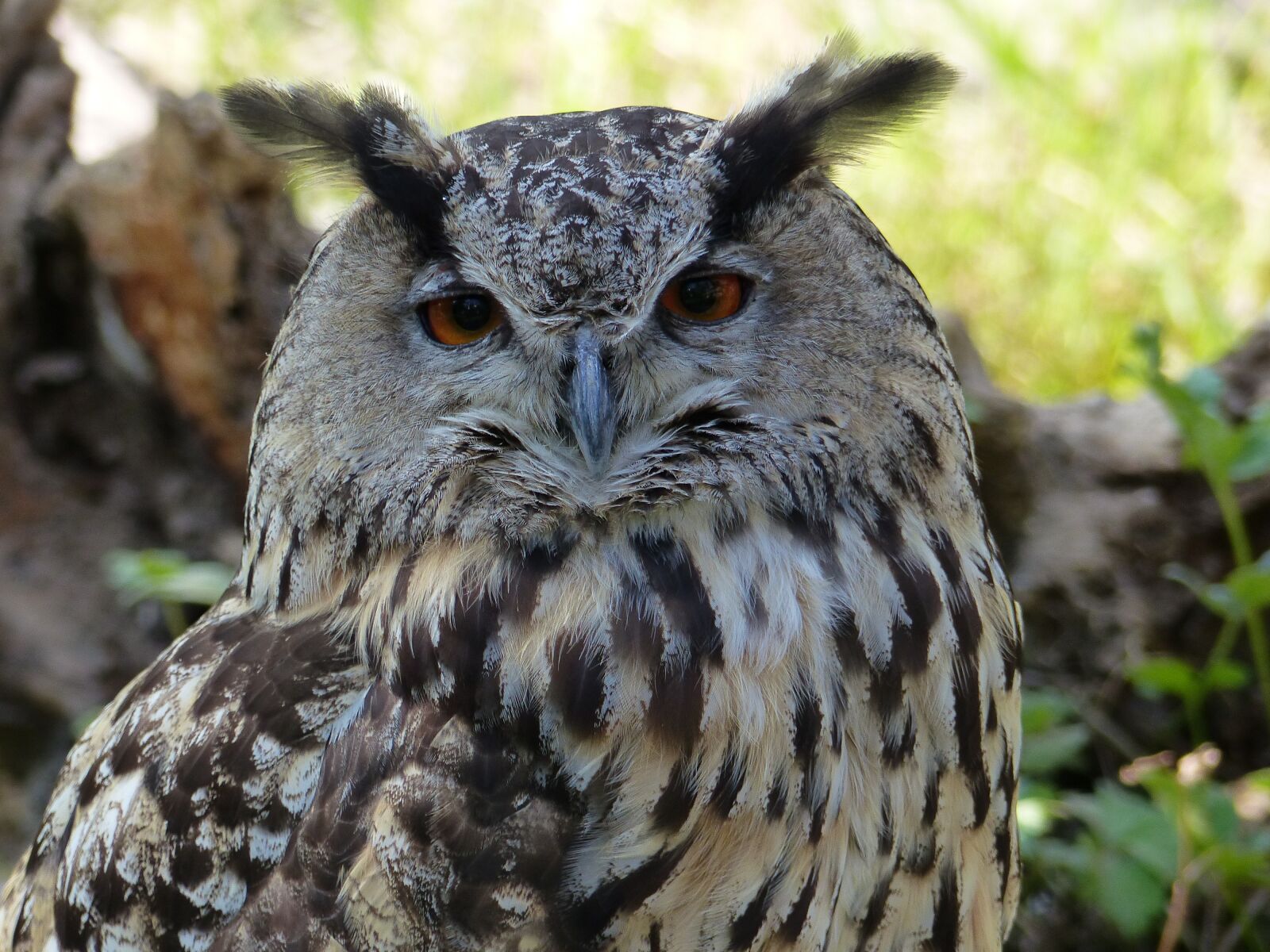 Panasonic Lumix DMC-FZ200 sample photo. Owl, eagle owl, bird photography