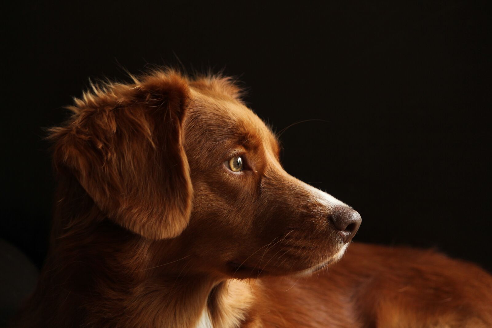 Canon EOS 550D (EOS Rebel T2i / EOS Kiss X4) sample photo. Dog, pet, retriever photography