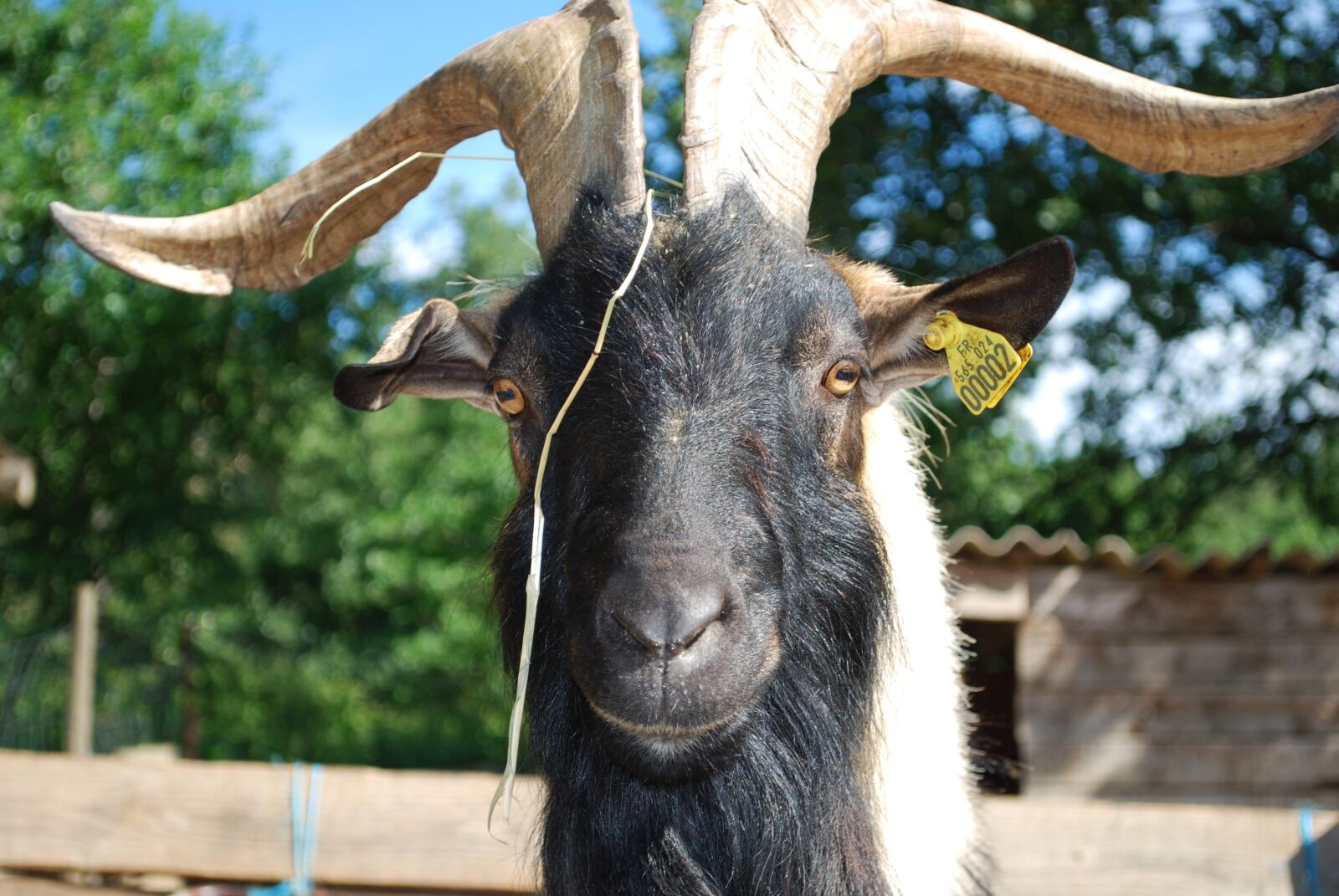 Nikon D60 sample photo. Head, goat, farm photography